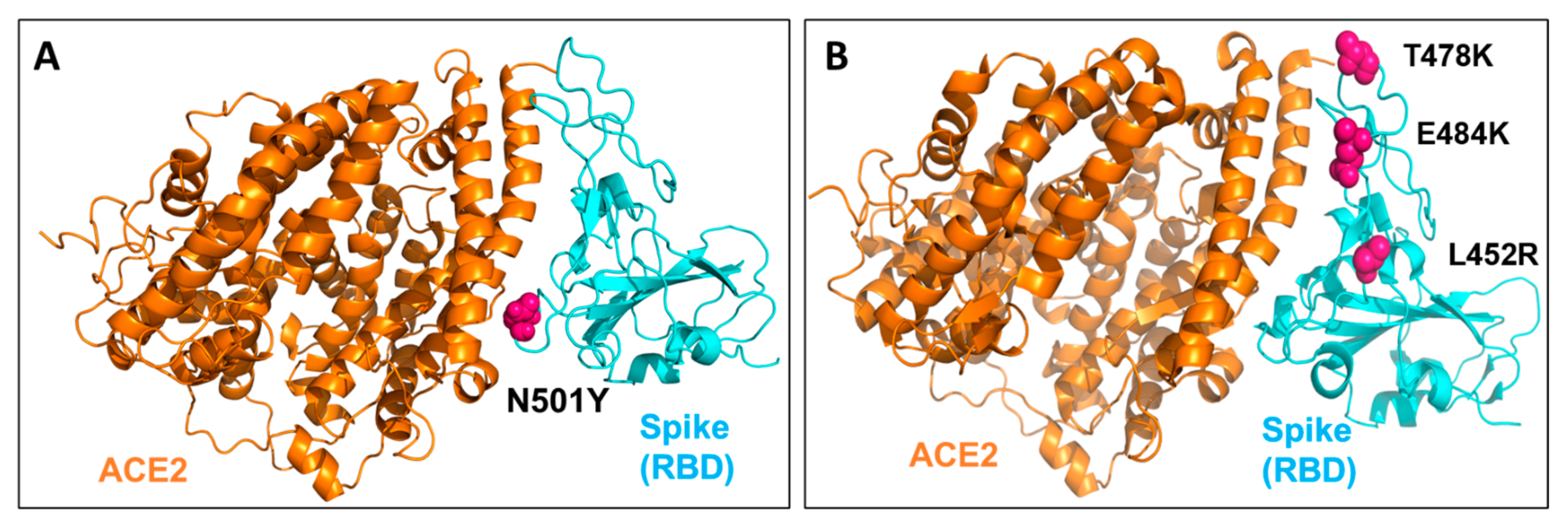 Possible Link between Higher Transmissibility of Alpha, Kappa and 