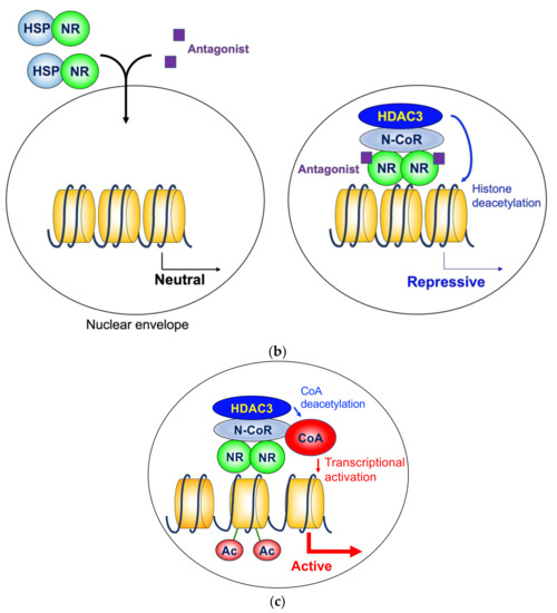 IJMS | Free Full-Text | The Role of Histone Deacetylase 3 Complex in  Nuclear Hormone Receptor Action