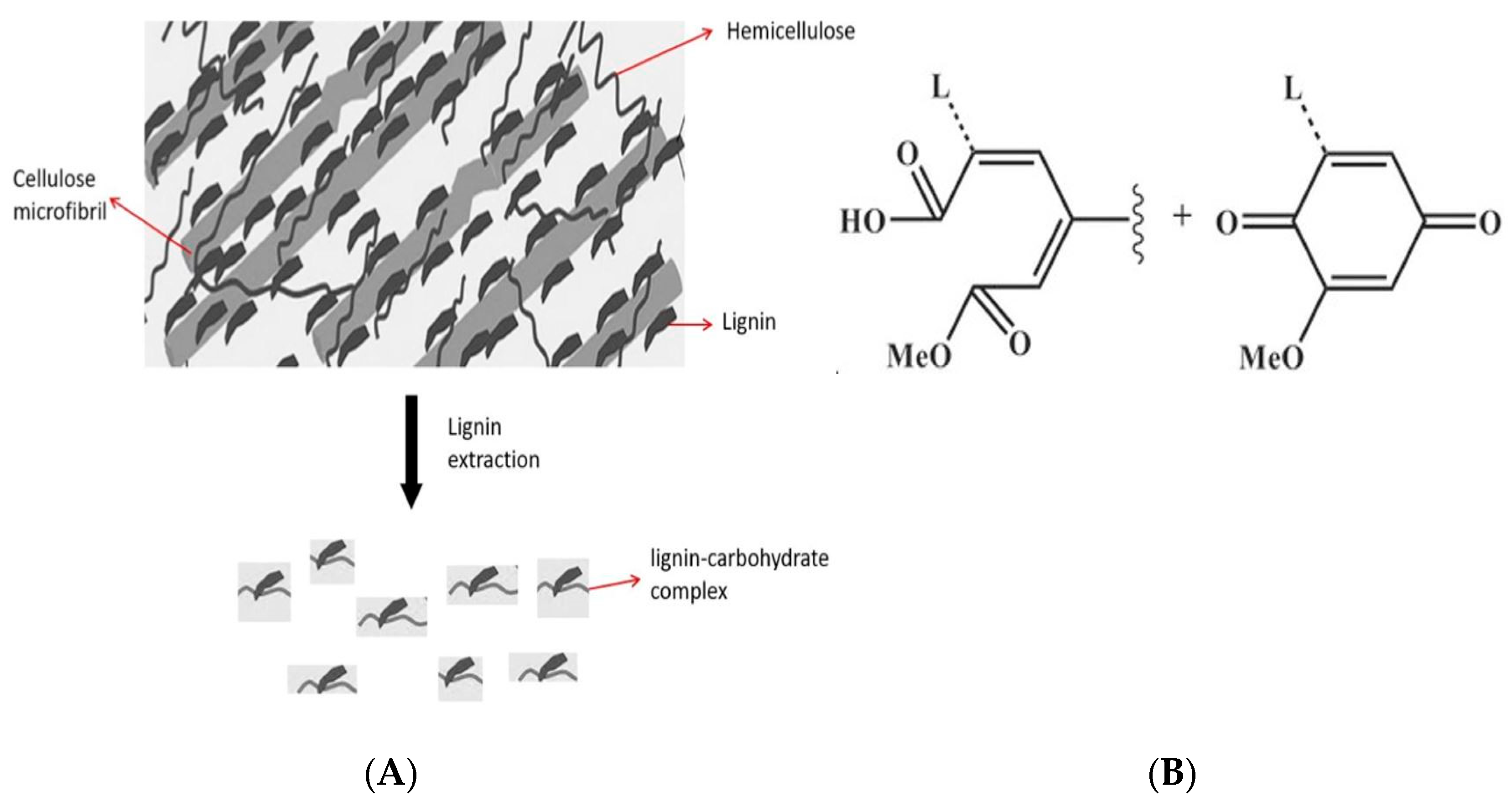 Ijms 22 09147 g001 550
