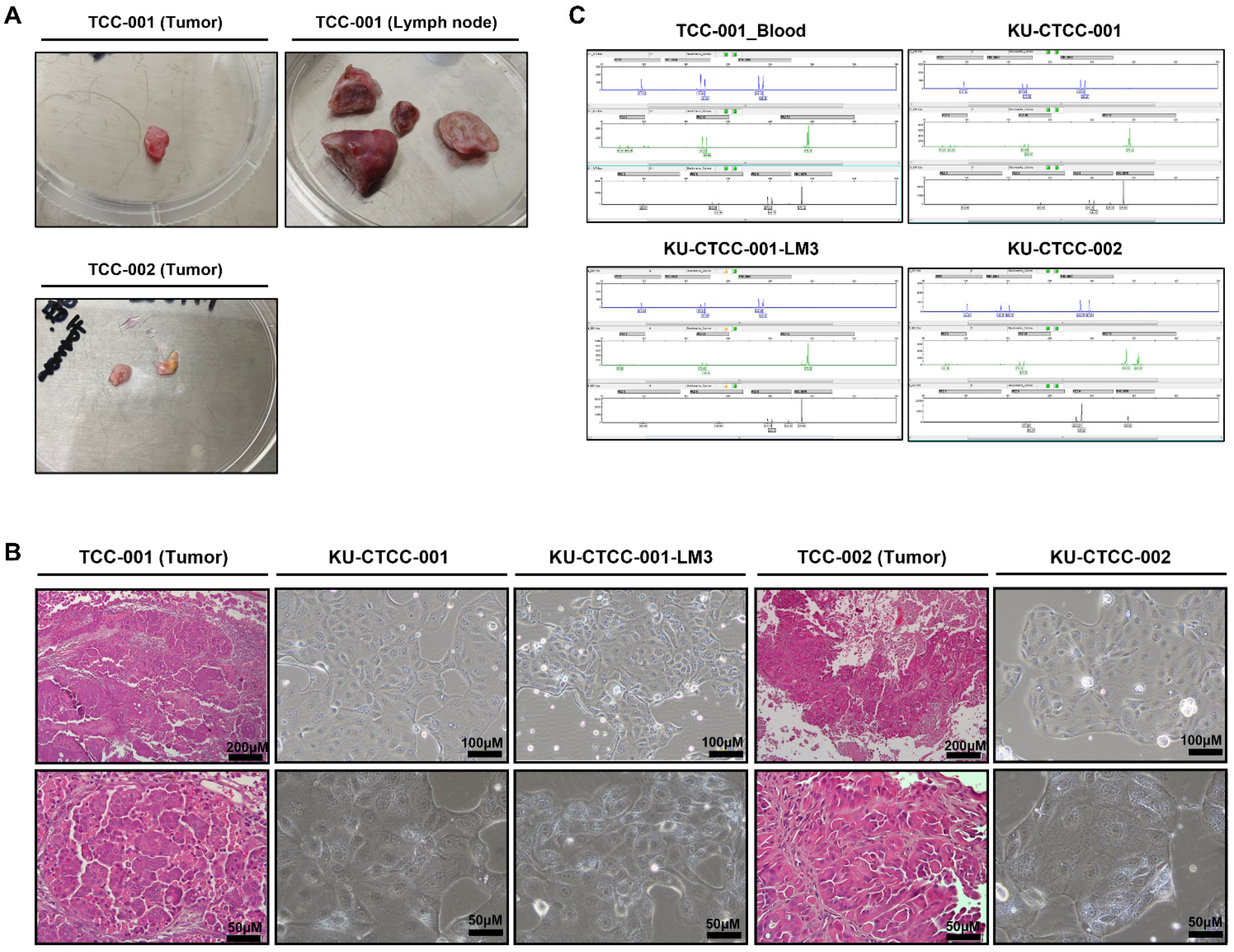 Ijms 22 09151 g001 550