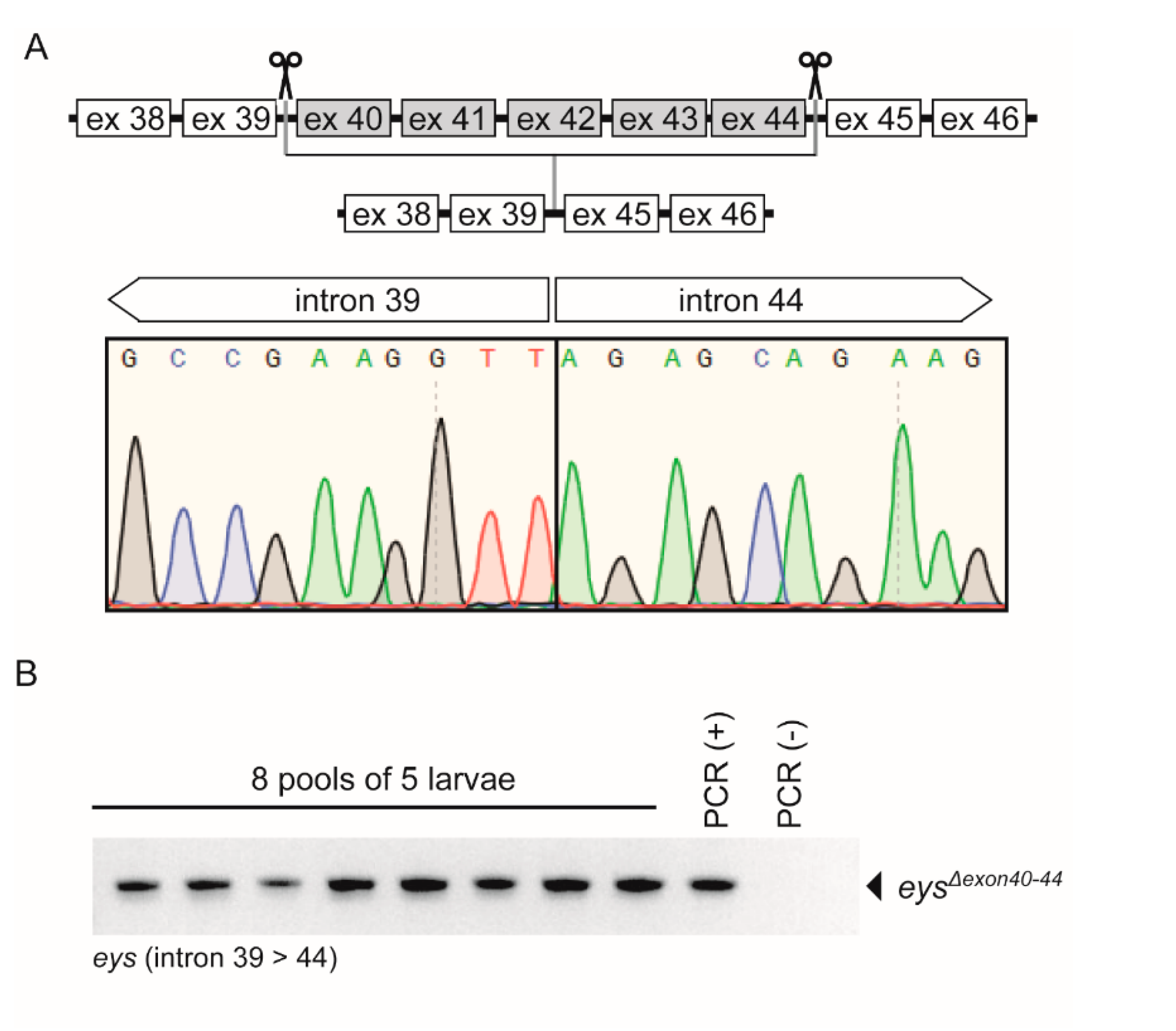 Ijms 22 09154 g003 550
