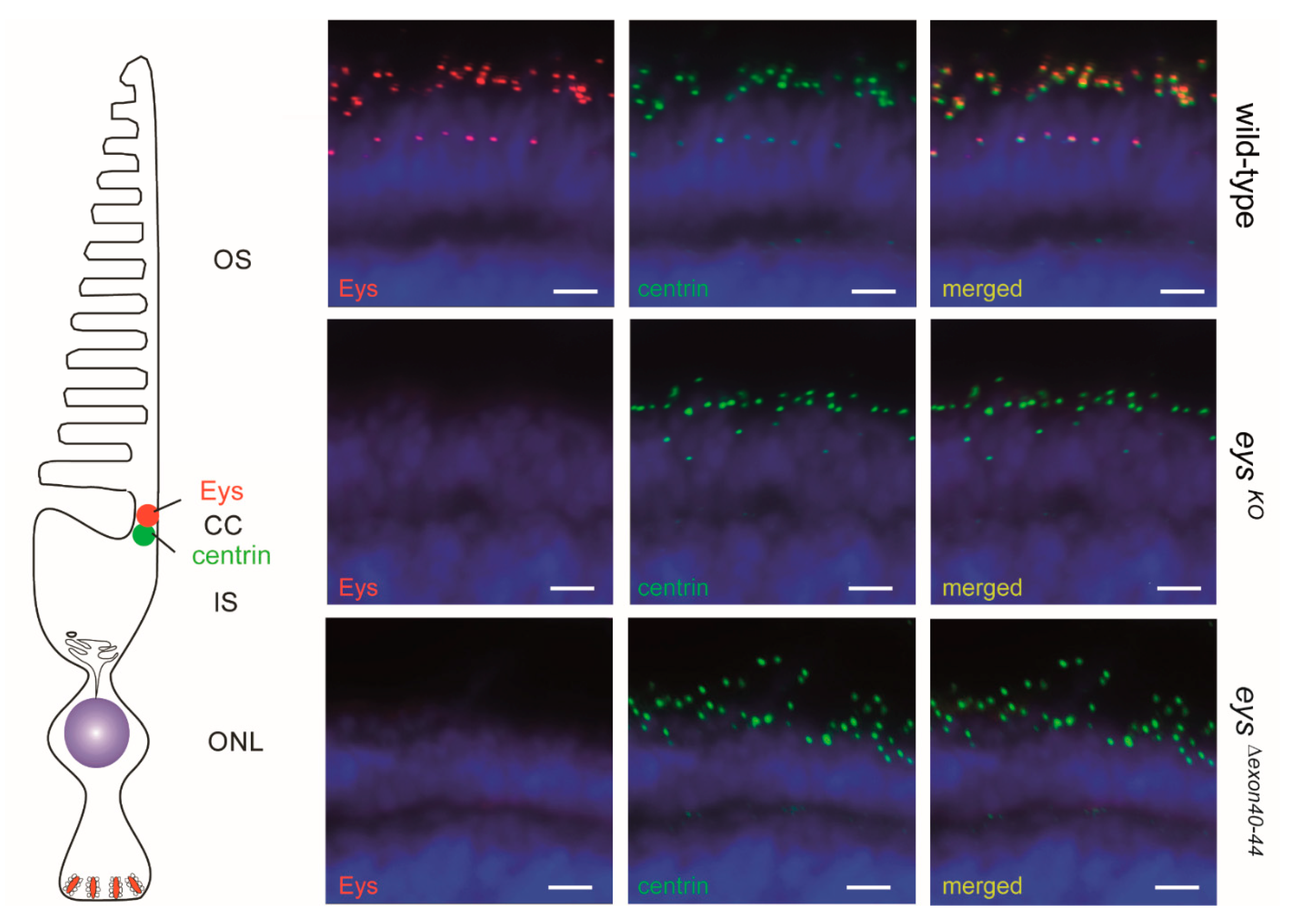 Ijms 22 09154 g005 550