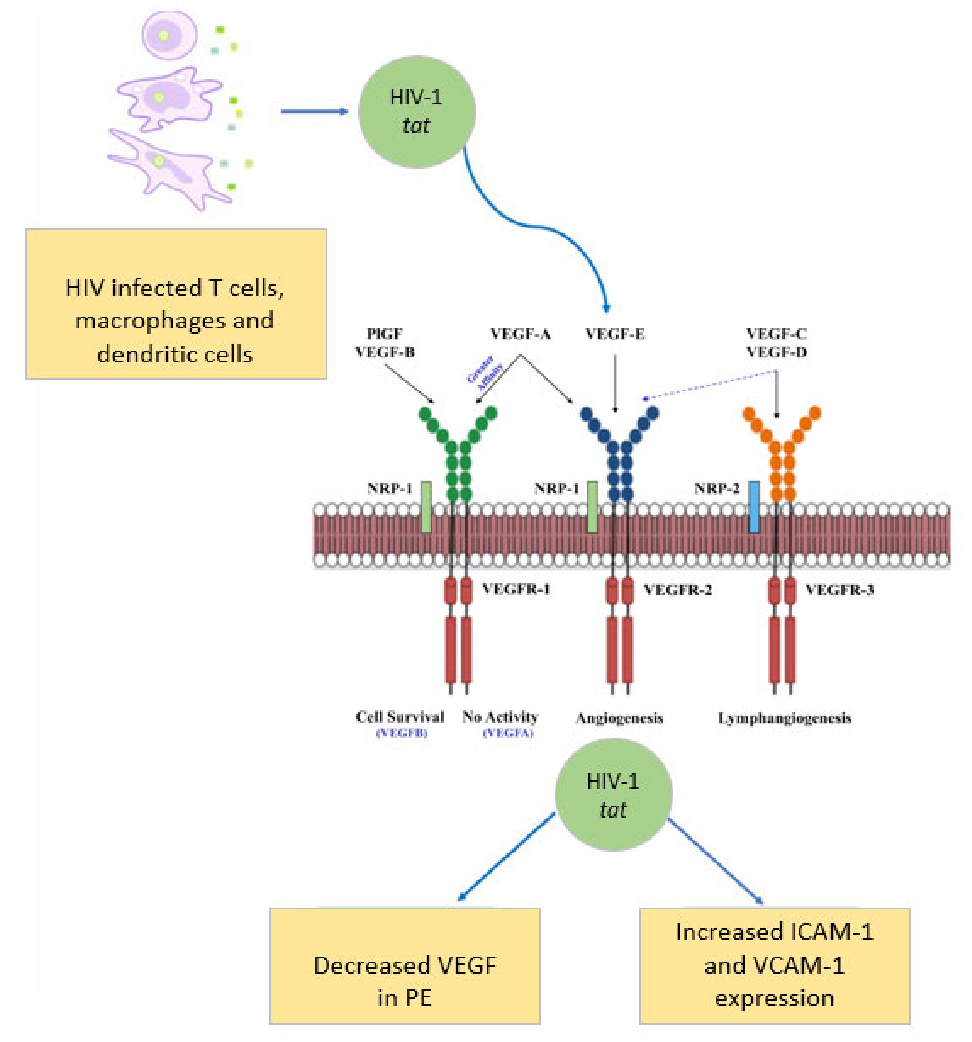 Ijms 22 09157 g002 Ijms 22 09157 g002