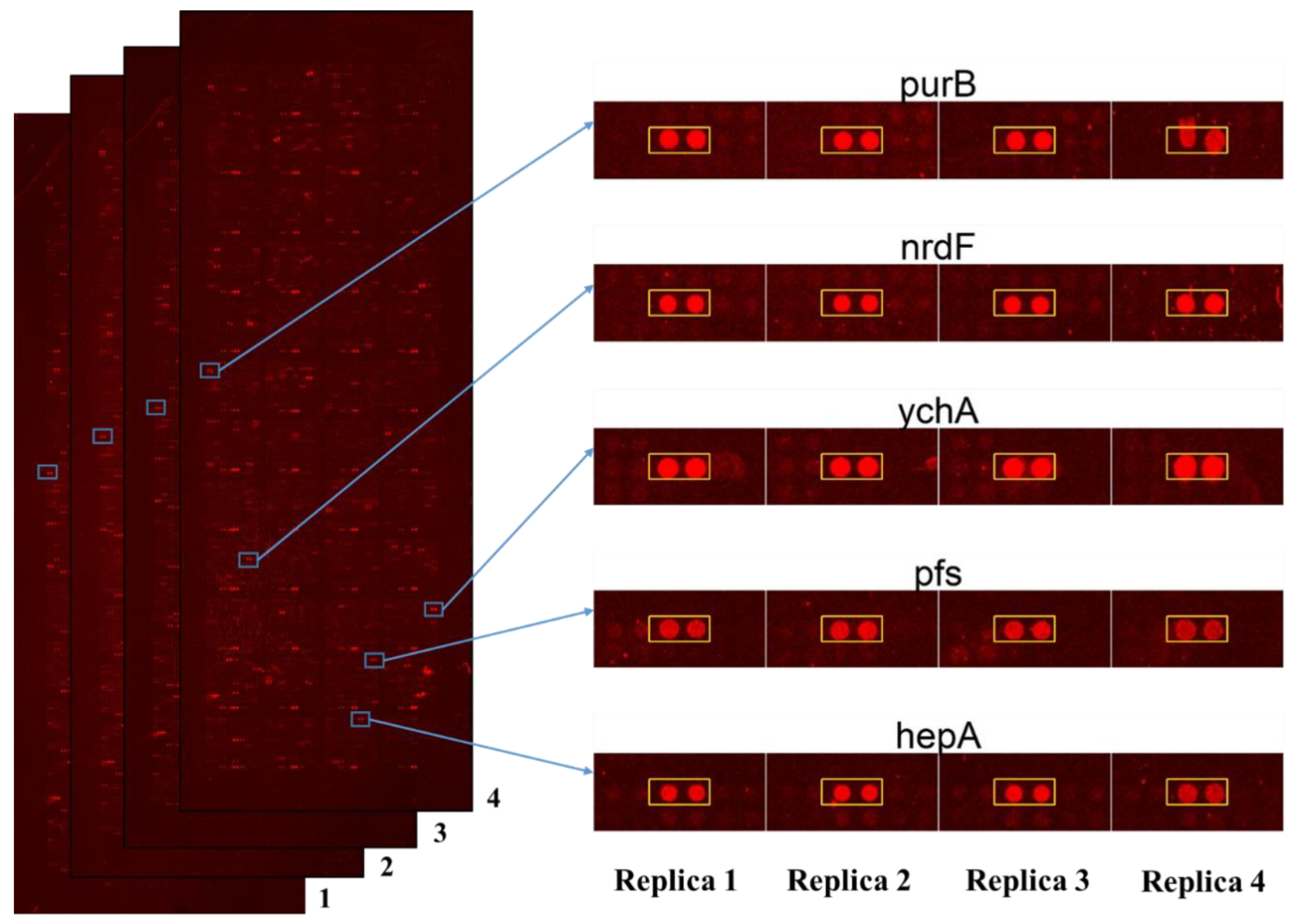 Ijms 22 09158 g002 550