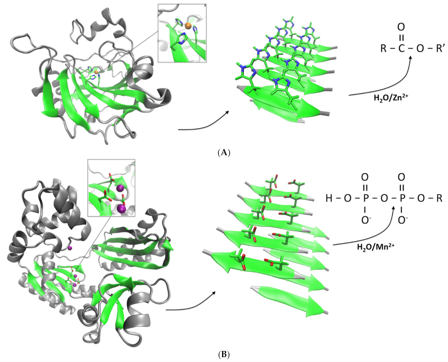 Ijms 22 09166 g002 550