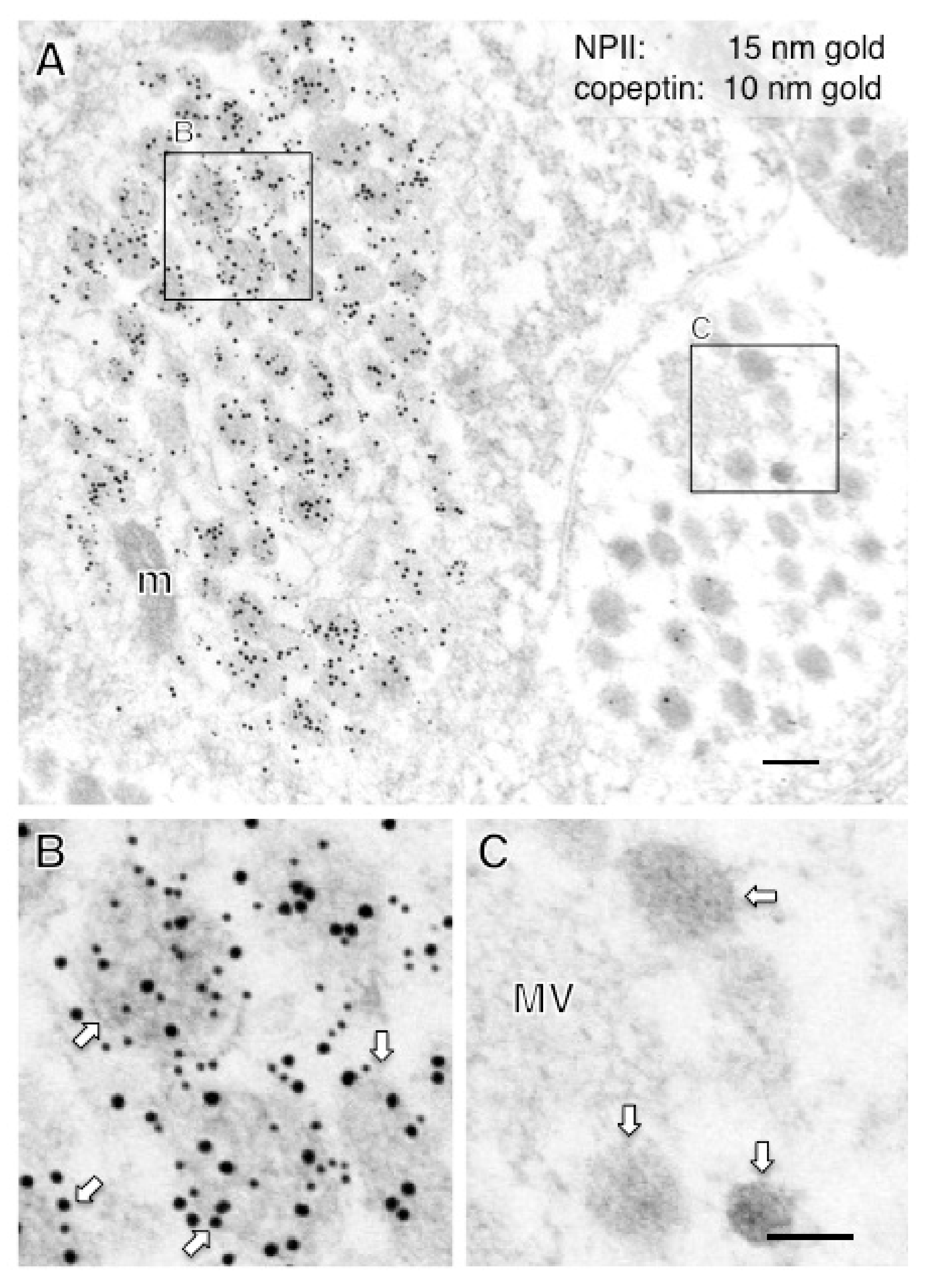 Ijms 22 09180 g003 550