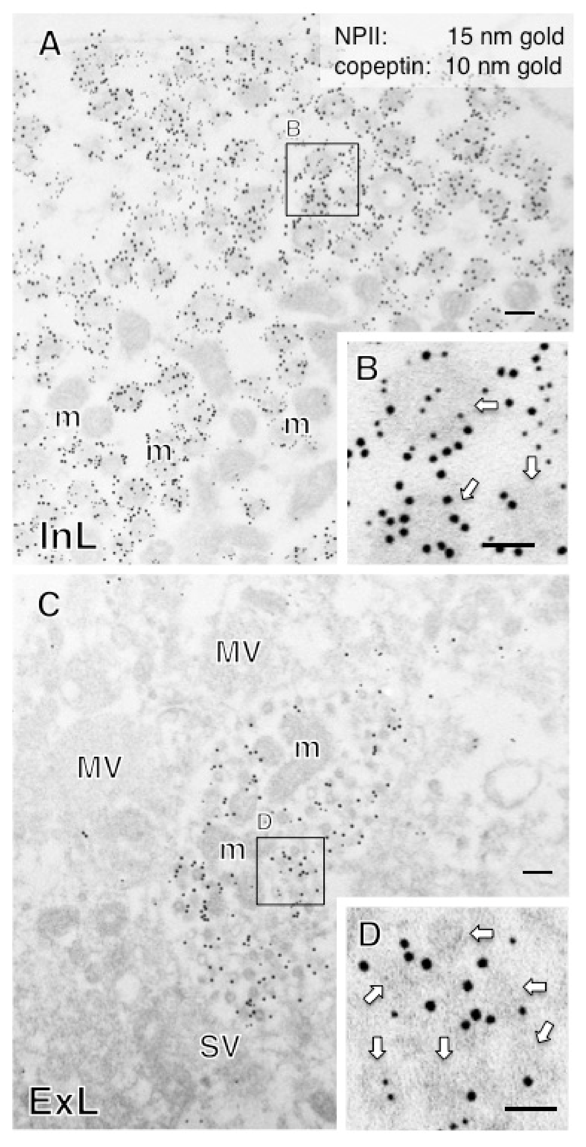 Ijms 22 09180 g004 550