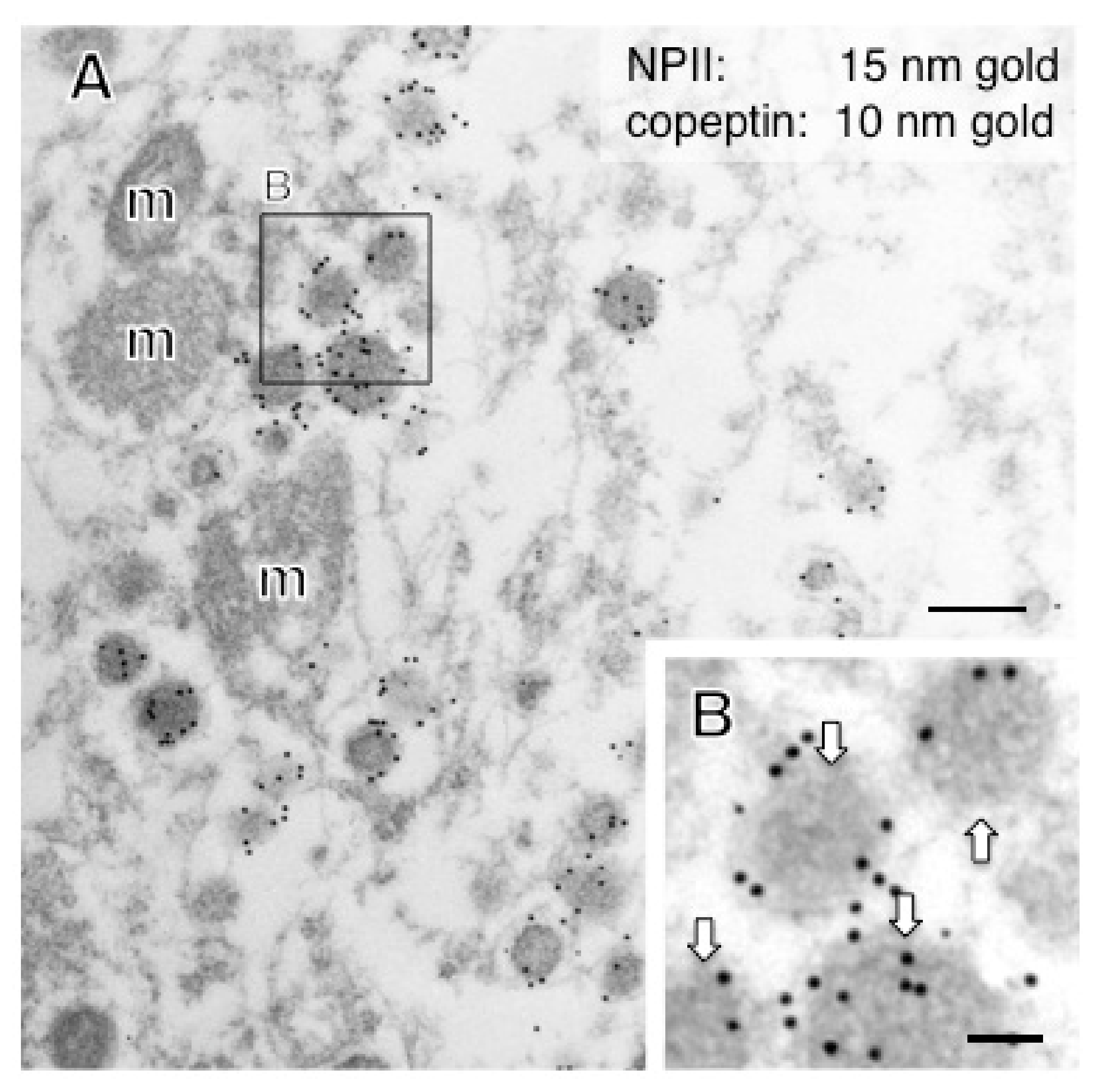 Ijms 22 09180 g006 550