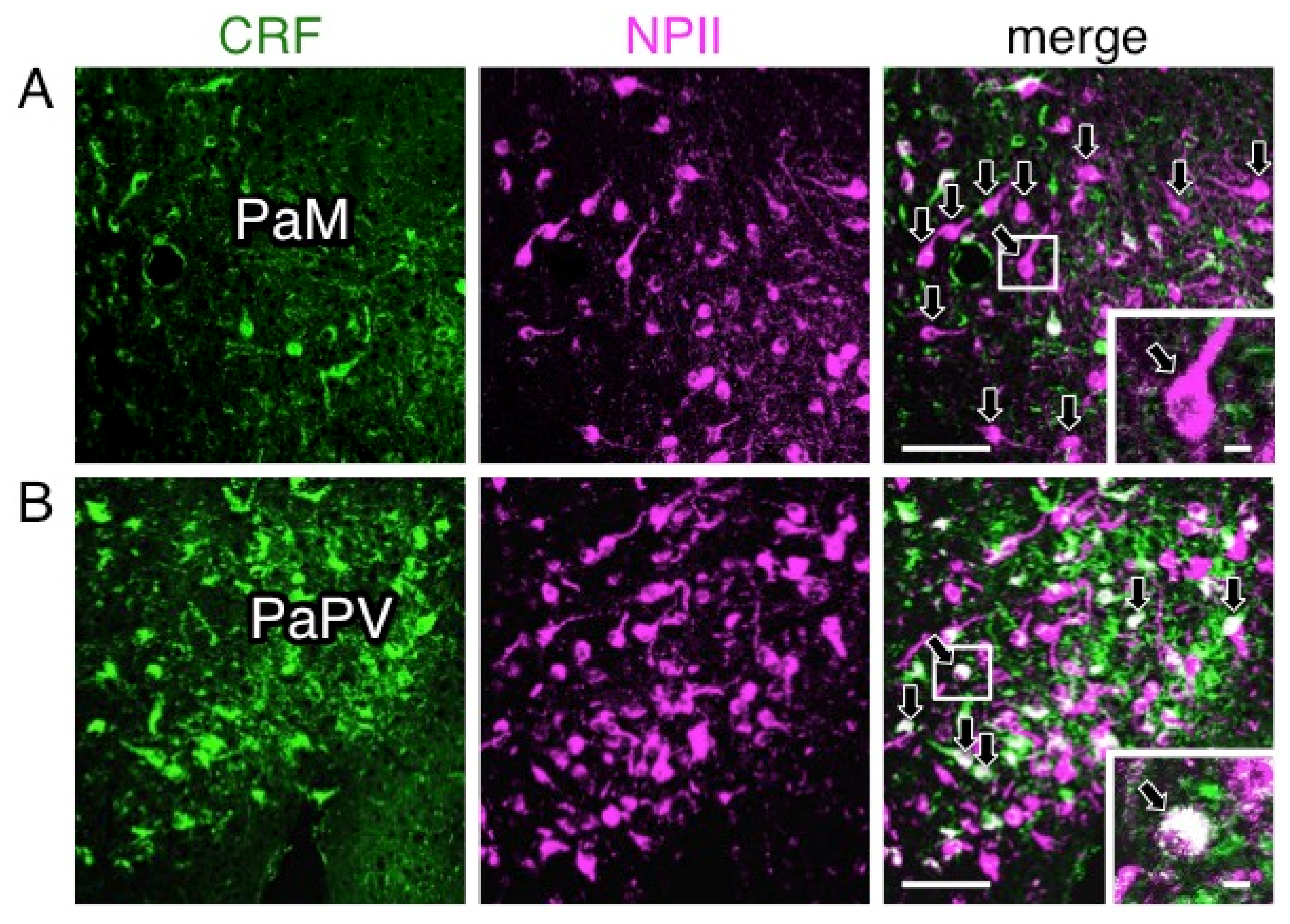 Ijms 22 09180 g008 550