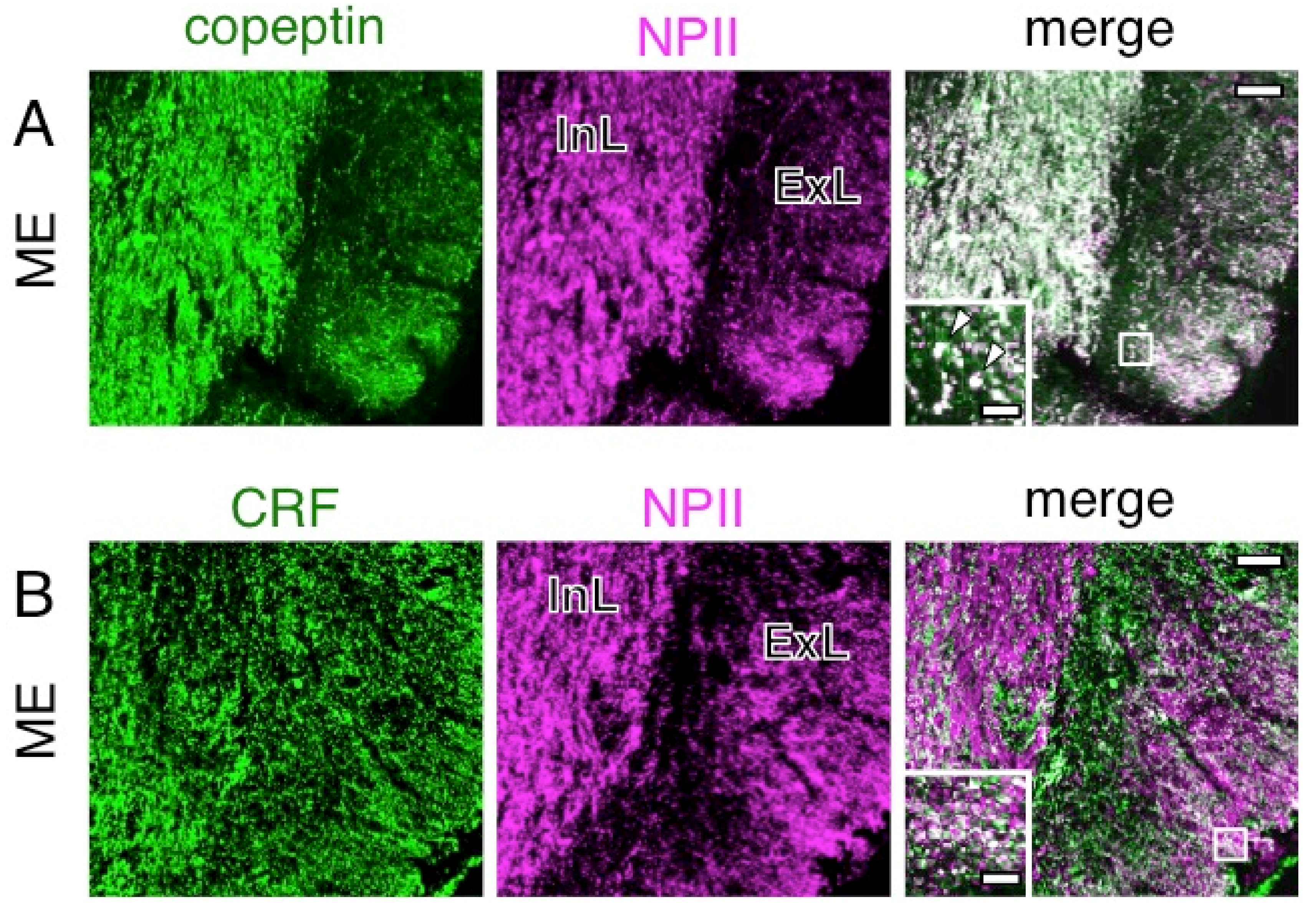 Ijms 22 09180 g009 550