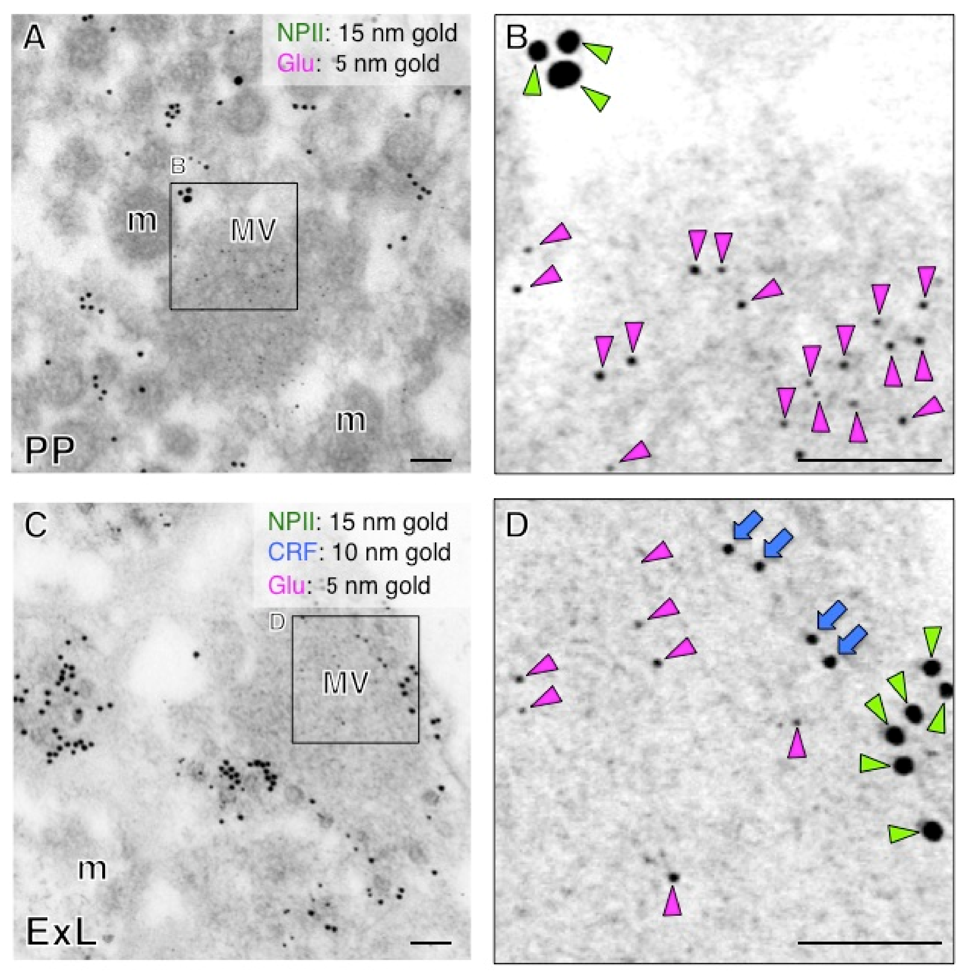 Ijms 22 09180 g012 550