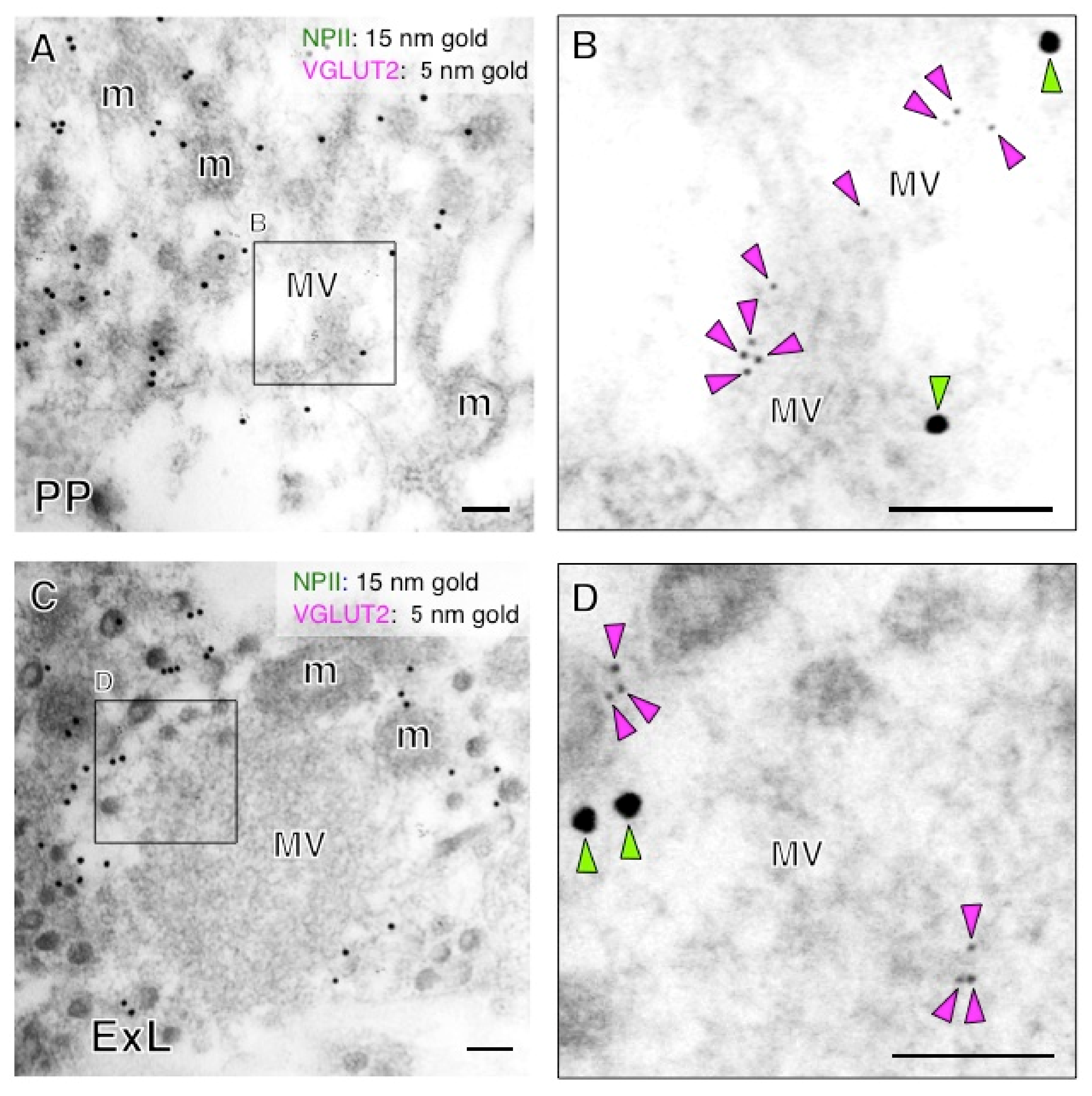 Ijms 22 09180 g013 550
