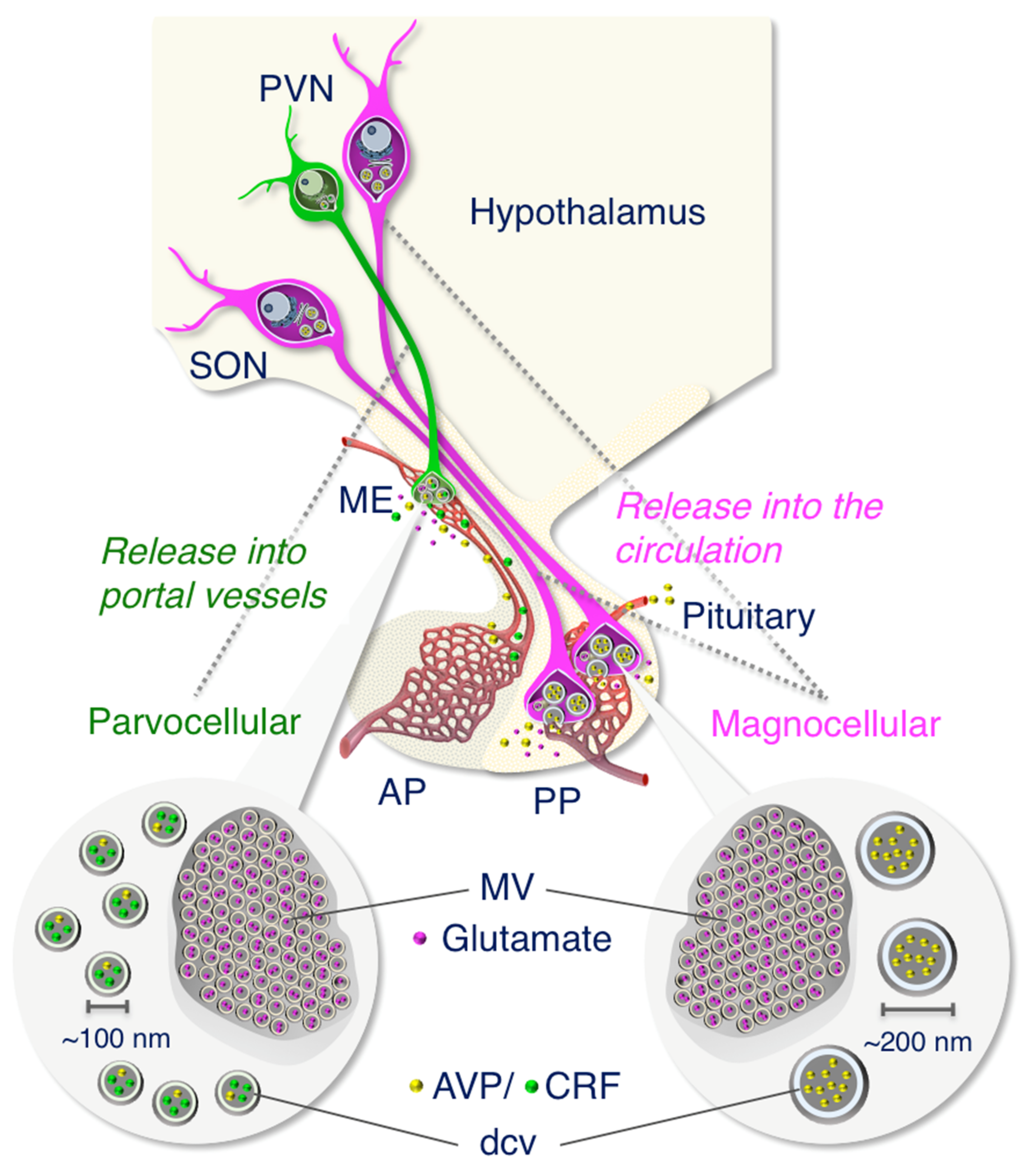 Ijms 22 09180 g014 550