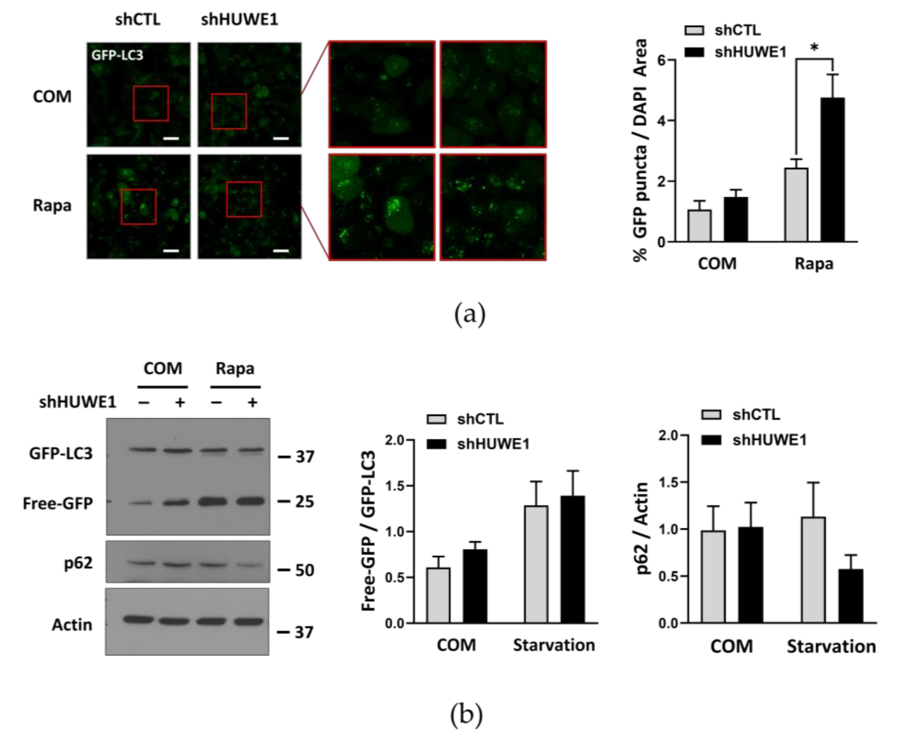 Ijms 22 09182 g004a 550