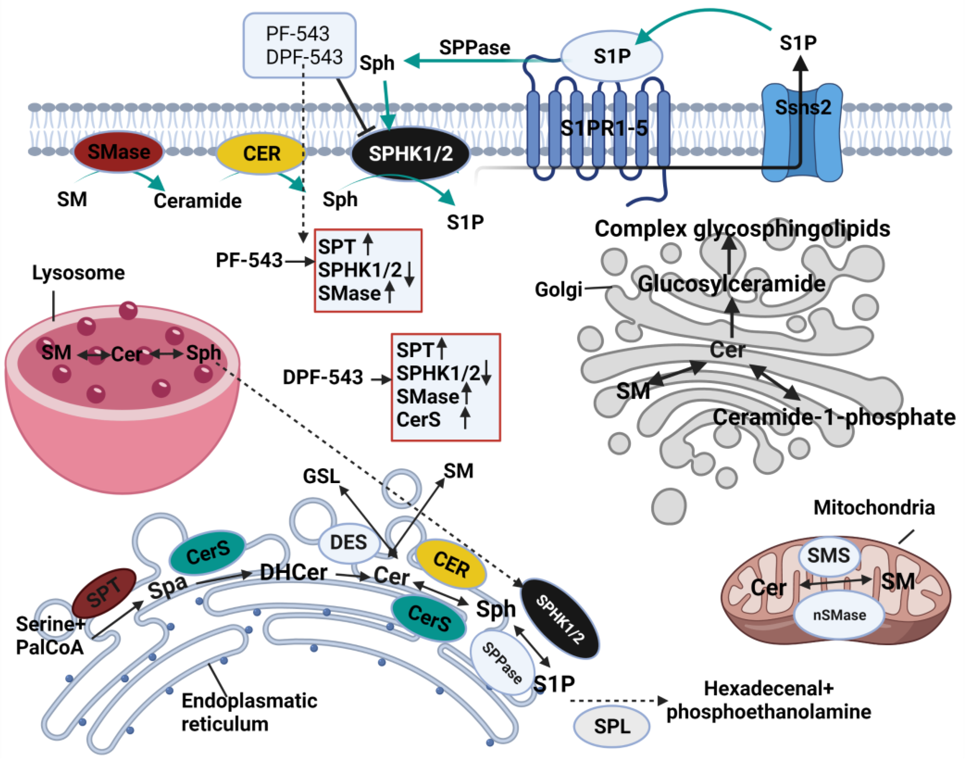 Ijms 22 09190 g010 550