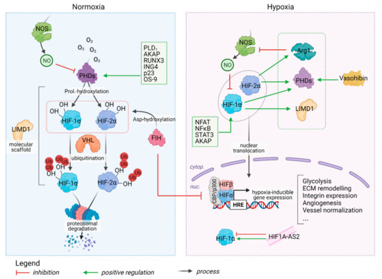 Hypoxia Pathway Proteins and Their Impact on the Blood Vasculature