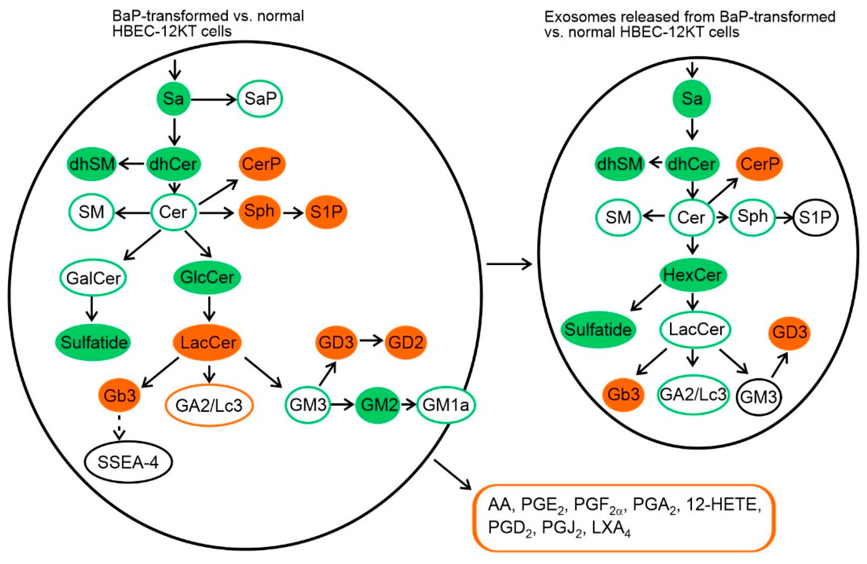 Ijms 22 09195 g006 550