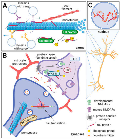 Ijms Free Full Text Tau Protein Interaction Partners And Their Roles In Alzheimer S Disease And Other Tauopathies Html