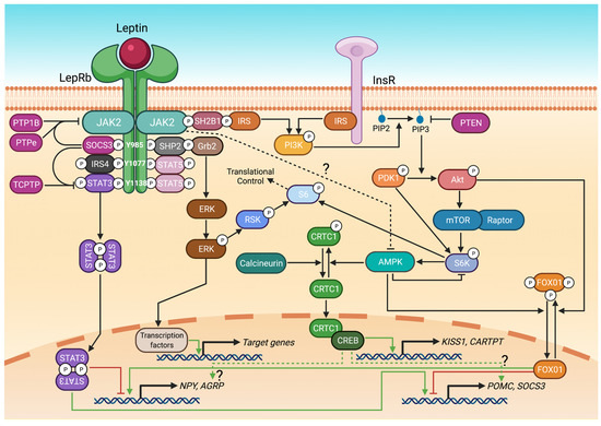 Leptin signaling pathways from fat cells to the brain