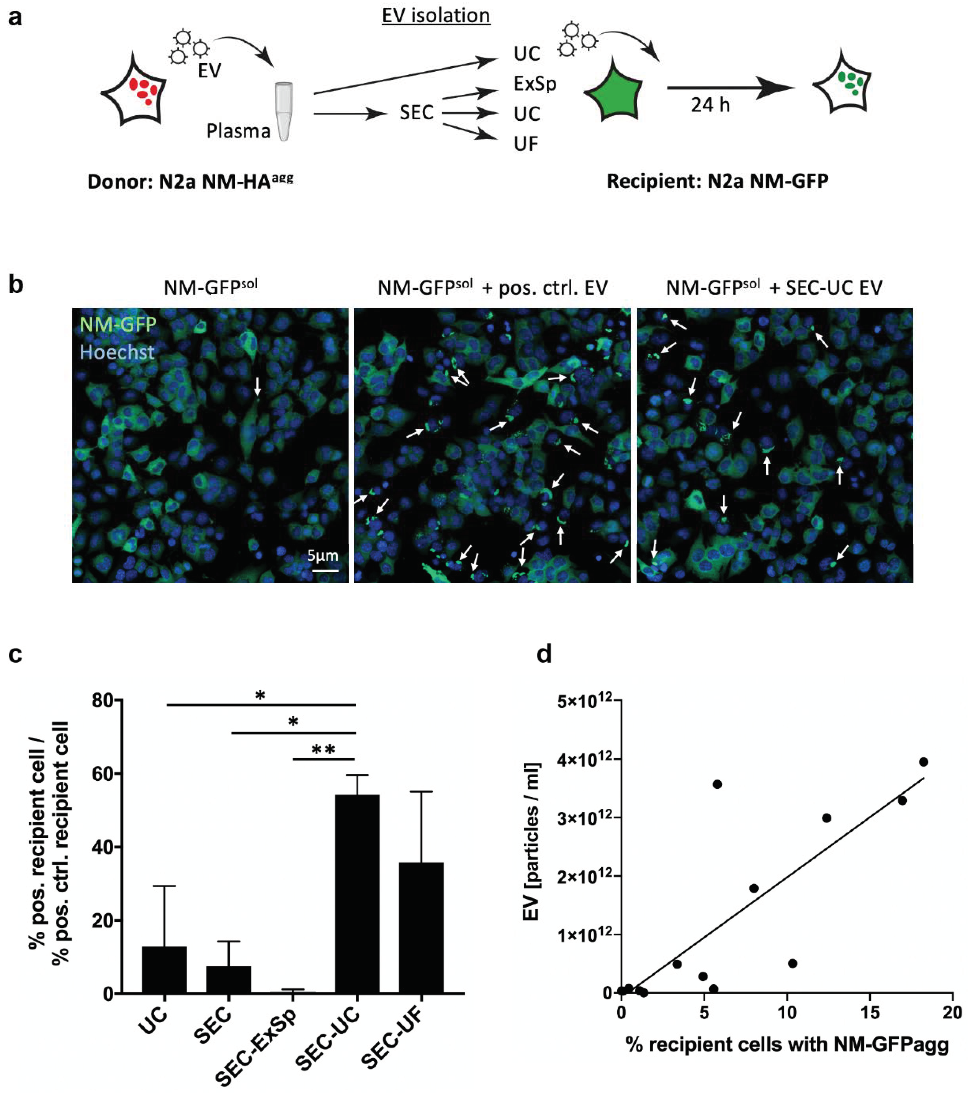 Ijms 22 09211 g007 550