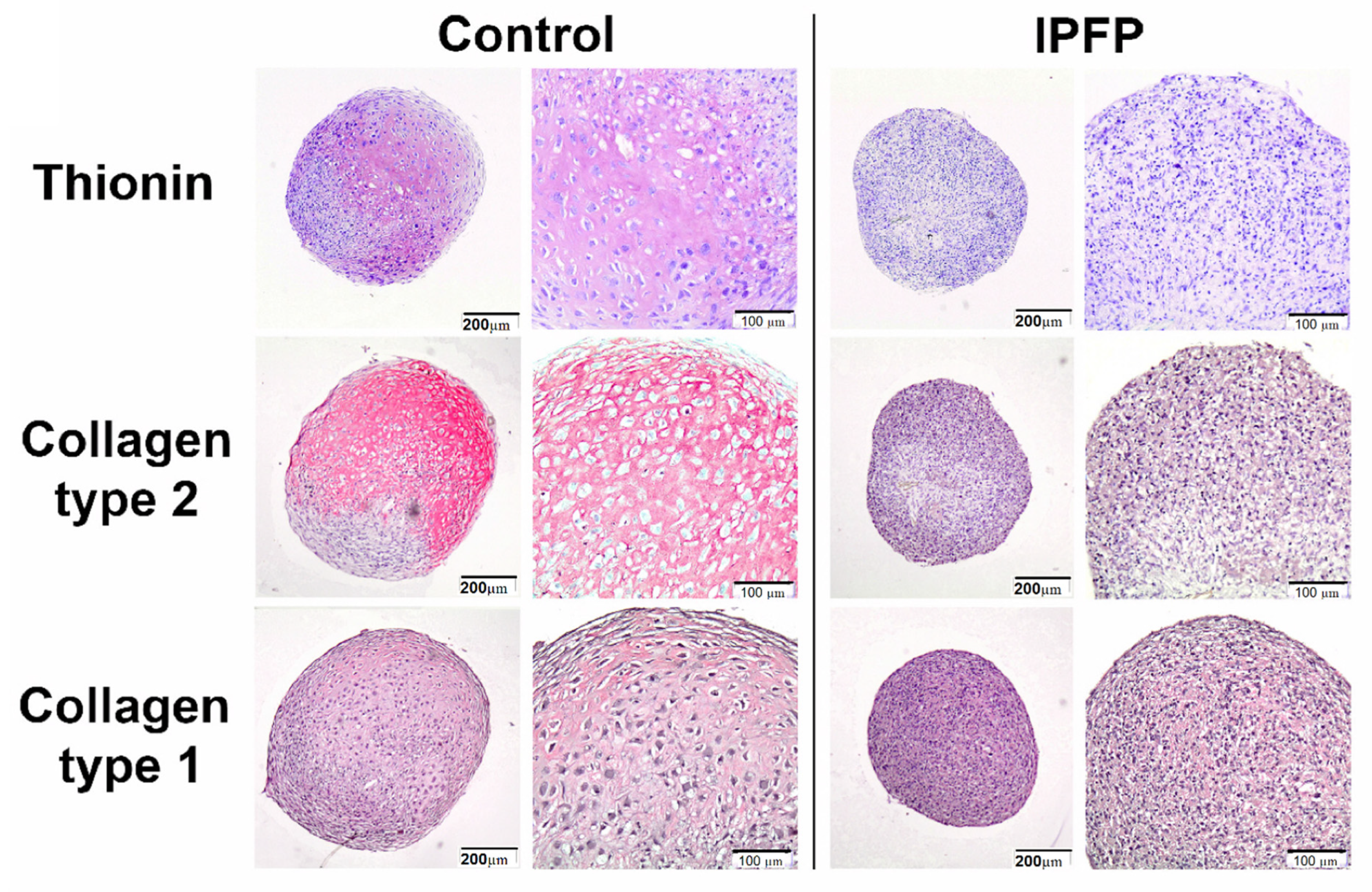 Ijms 22 09215 g001 Ijms 22 09215 g001