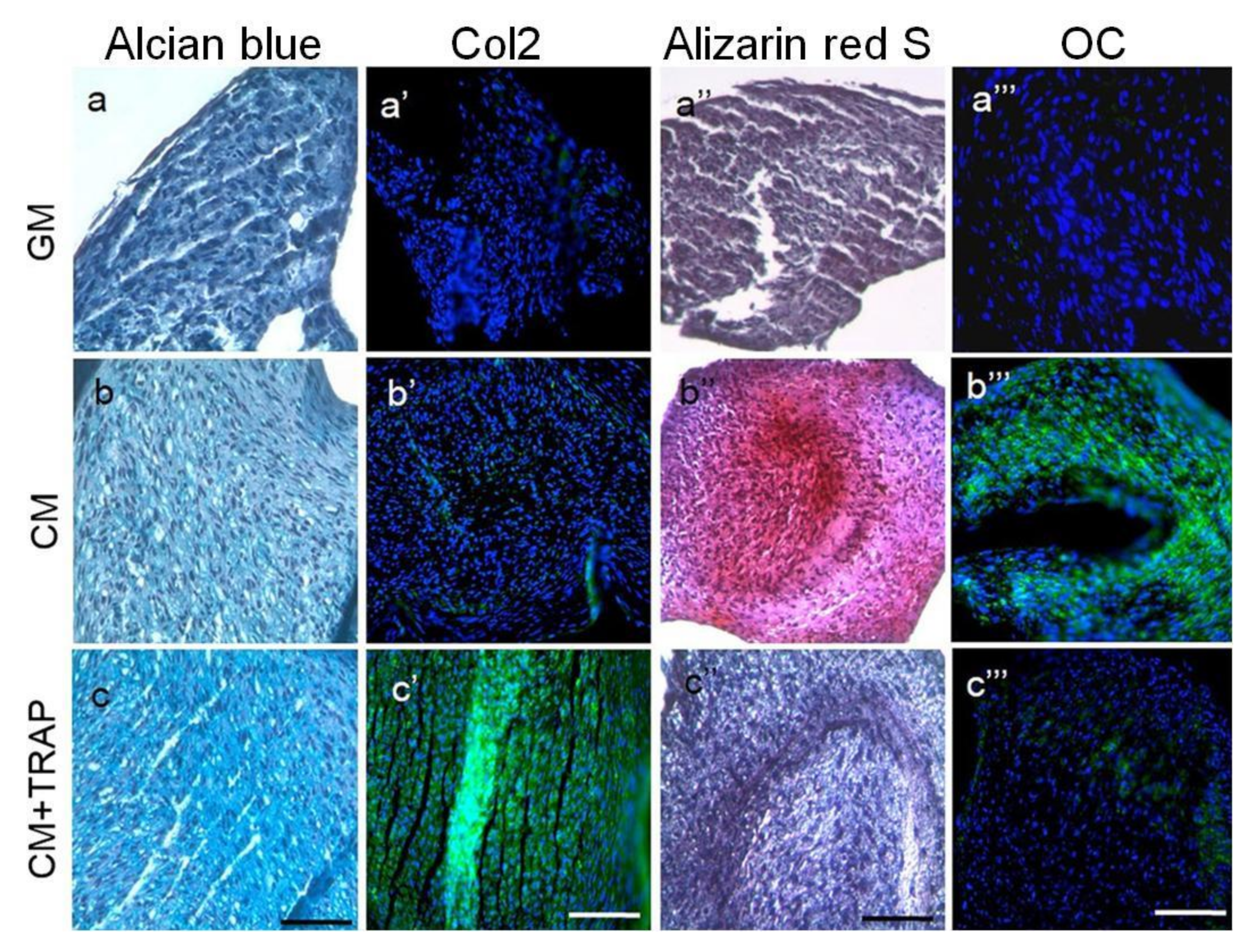 Ijms 22 09224 g004 Ijms 22 09224 g004