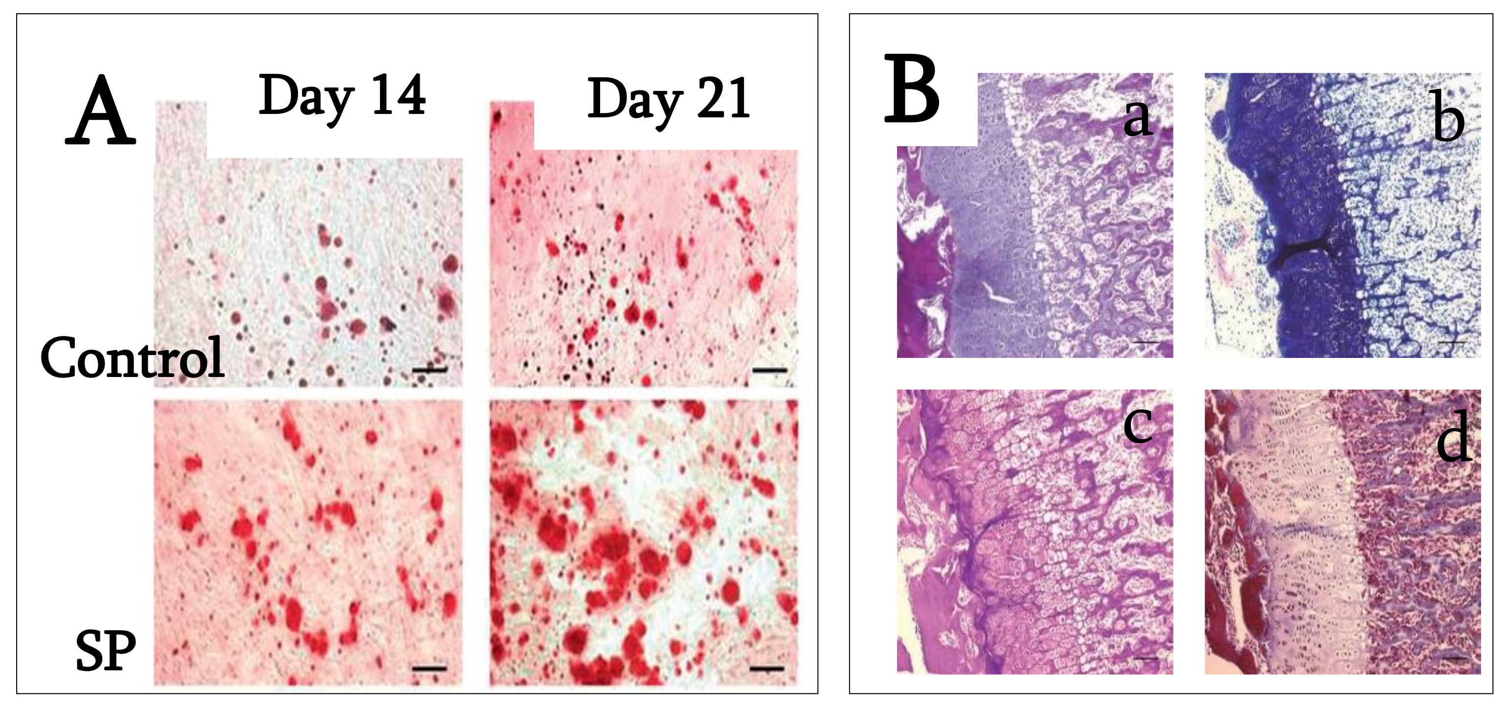 Ijms 22 09224 g005 Ijms 22 09224 g005