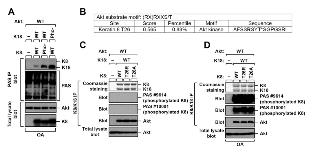 Ijms 22 09227 g002 550