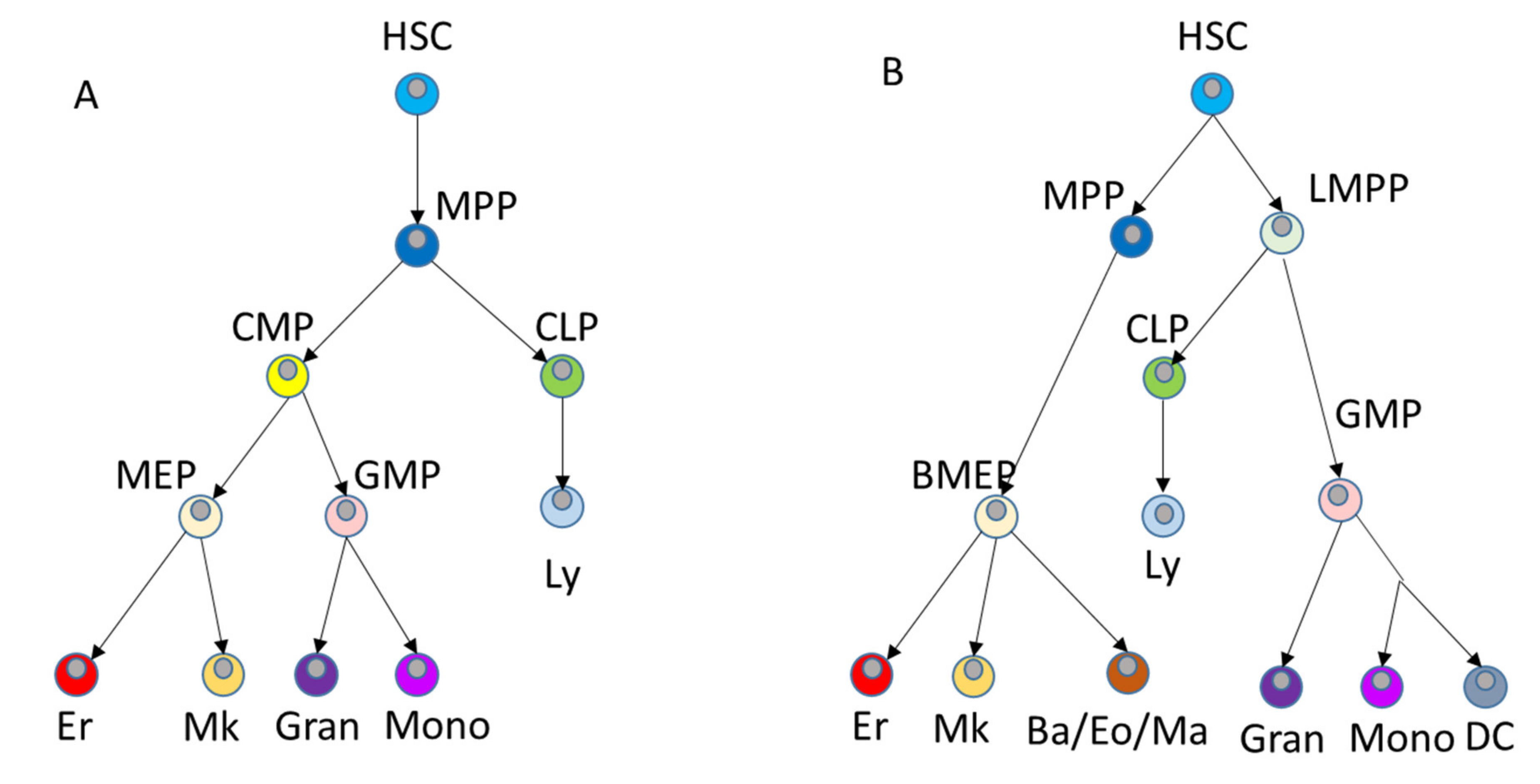 Ijms 22 09231 g002 Ijms 22 09231 g002