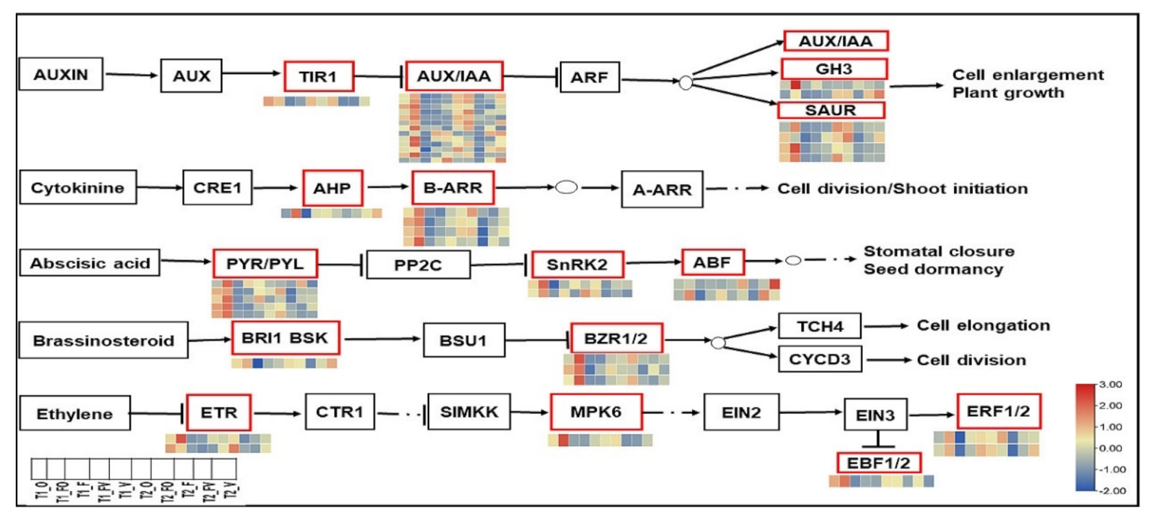 Ijms 22 09246 g006 550