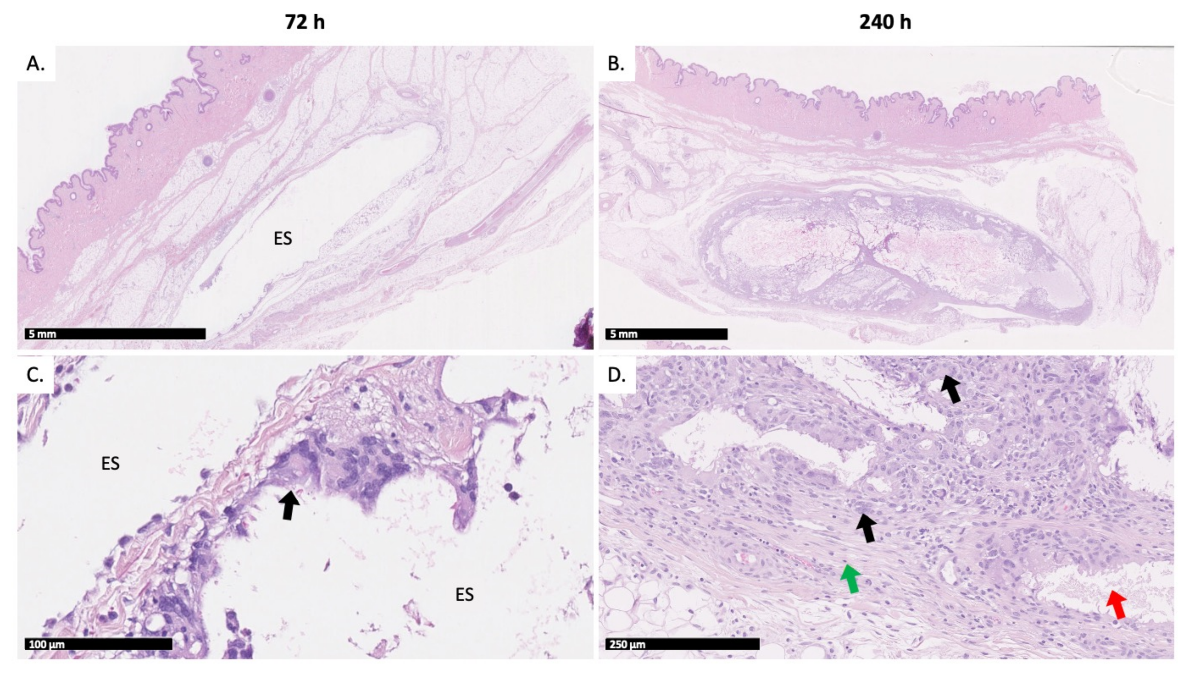 subcutaneous injection in mice