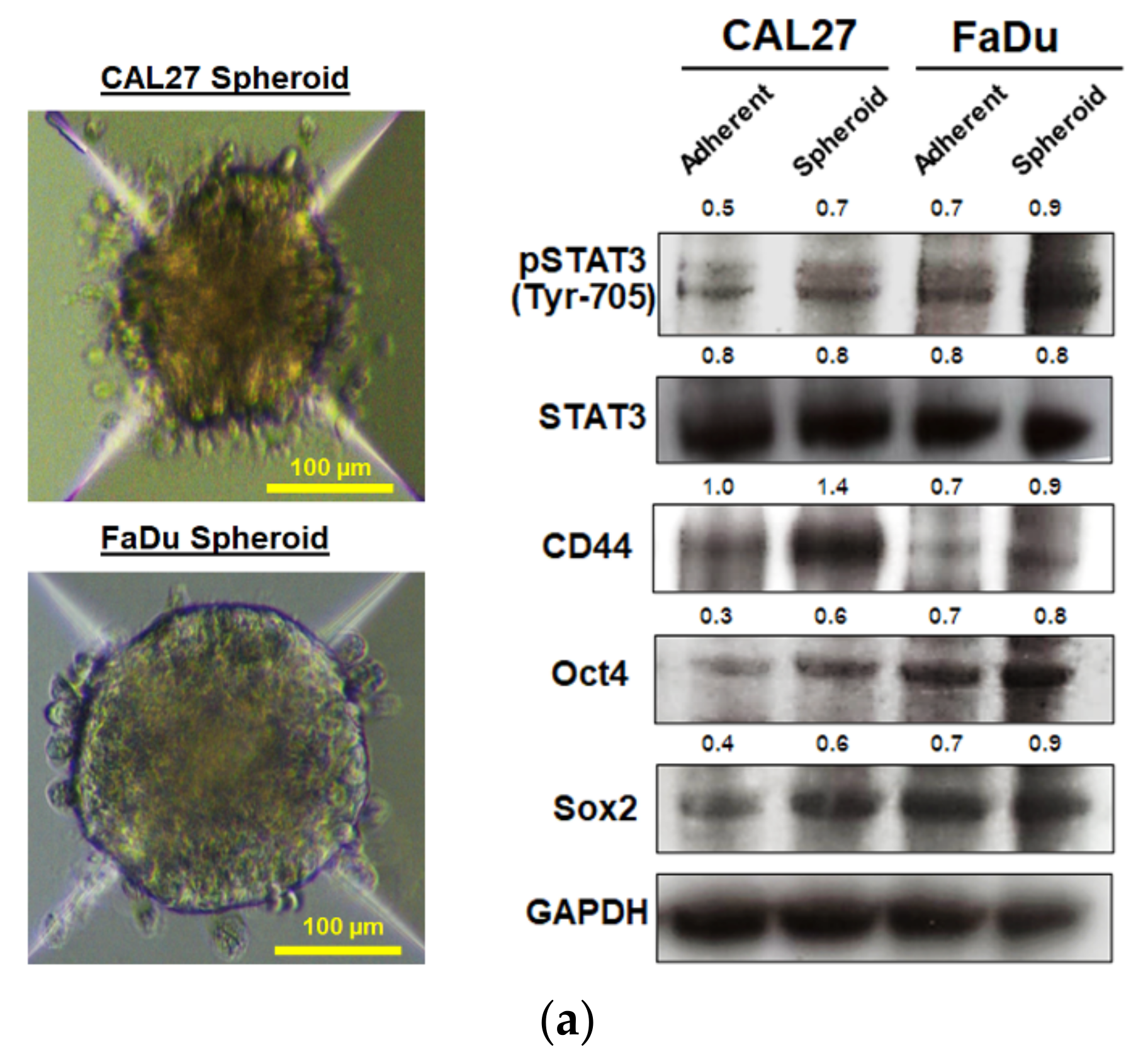 Ijms 22 09253 g003a 550