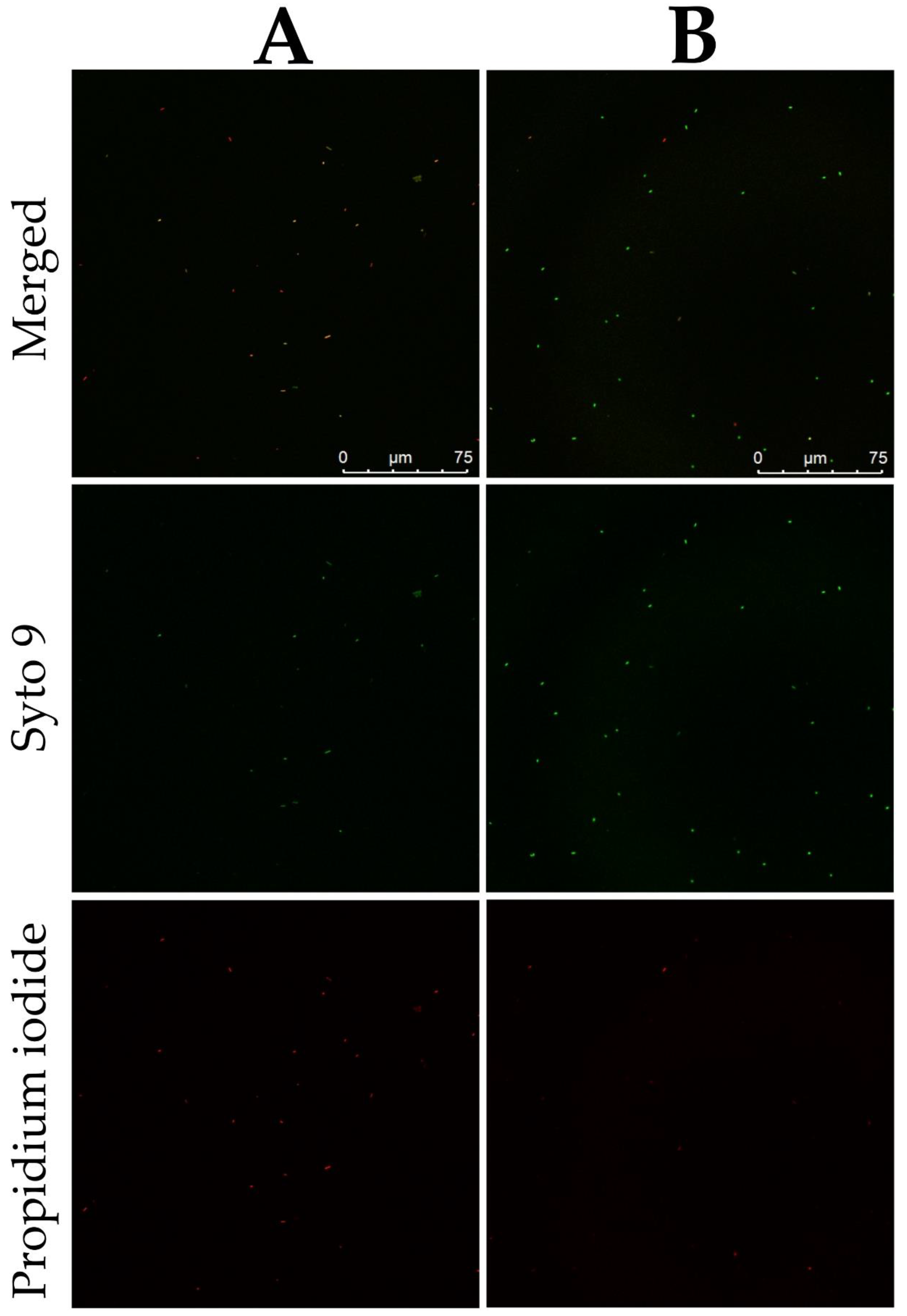 Ijms 22 09256 g007 Ijms 22 09256 g007