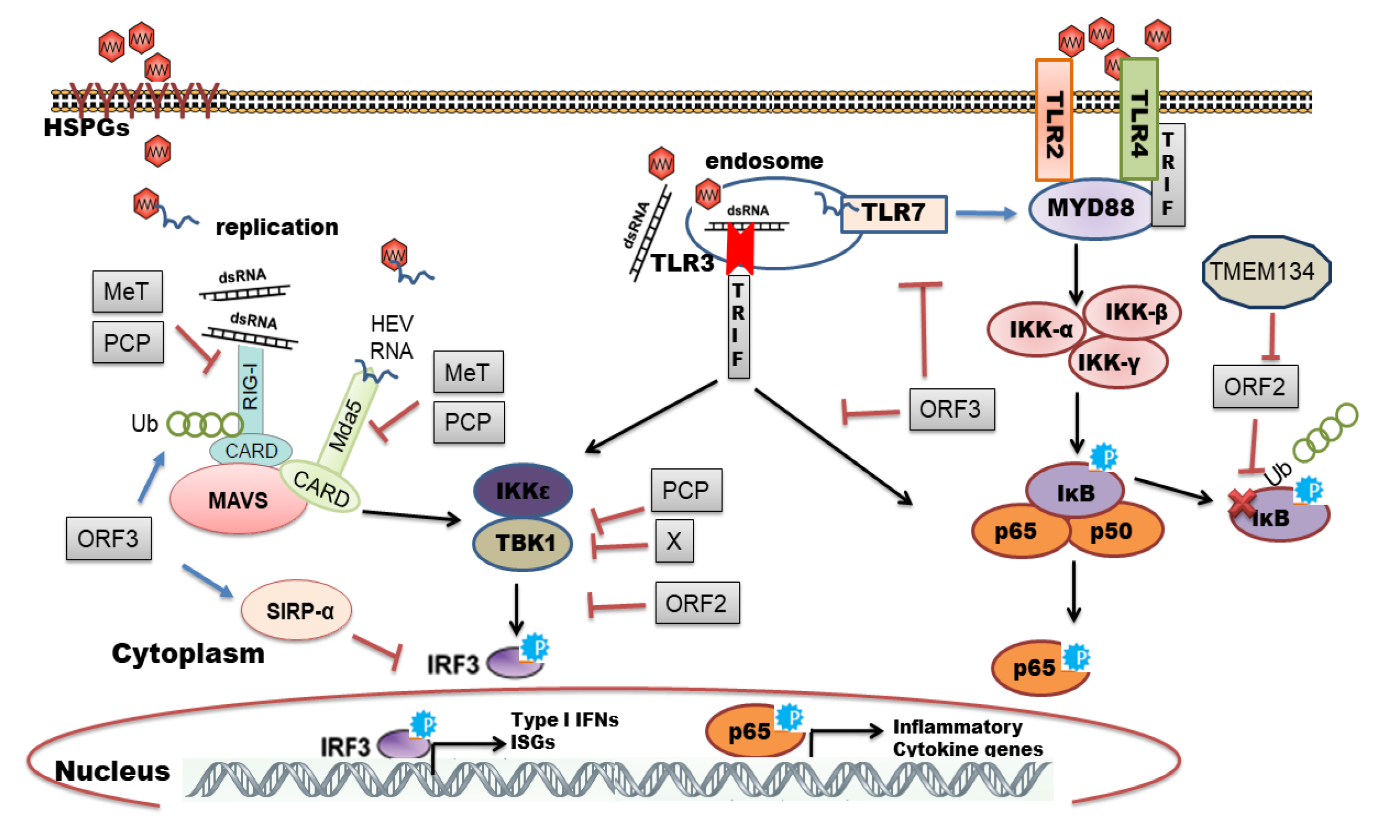 Ijms 22 09259 g002 Ijms 22 09259 g002