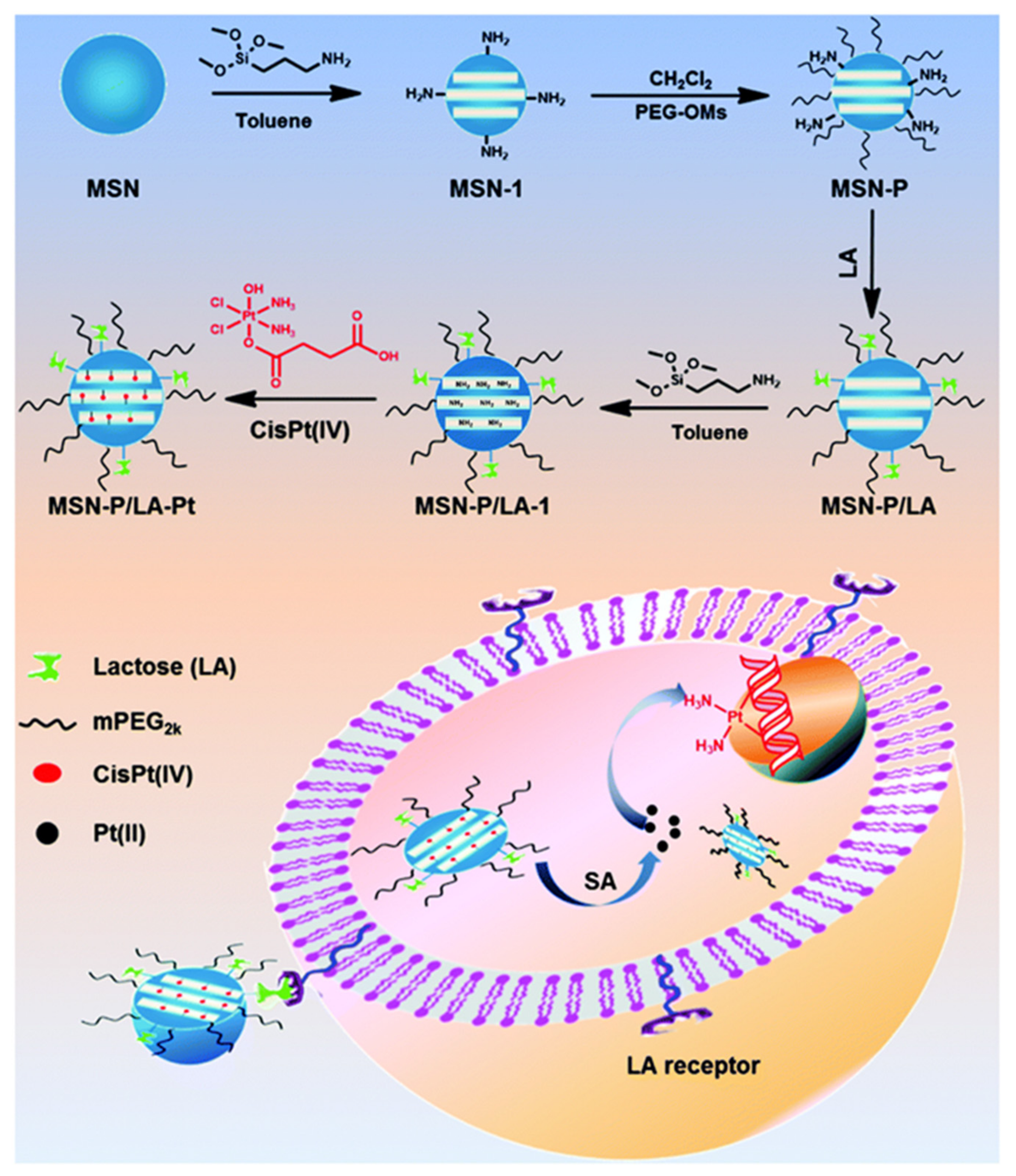 Ijms 22 09264 g004 550