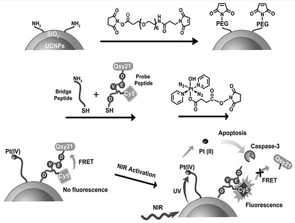 Ijms 22 09264 g006 550