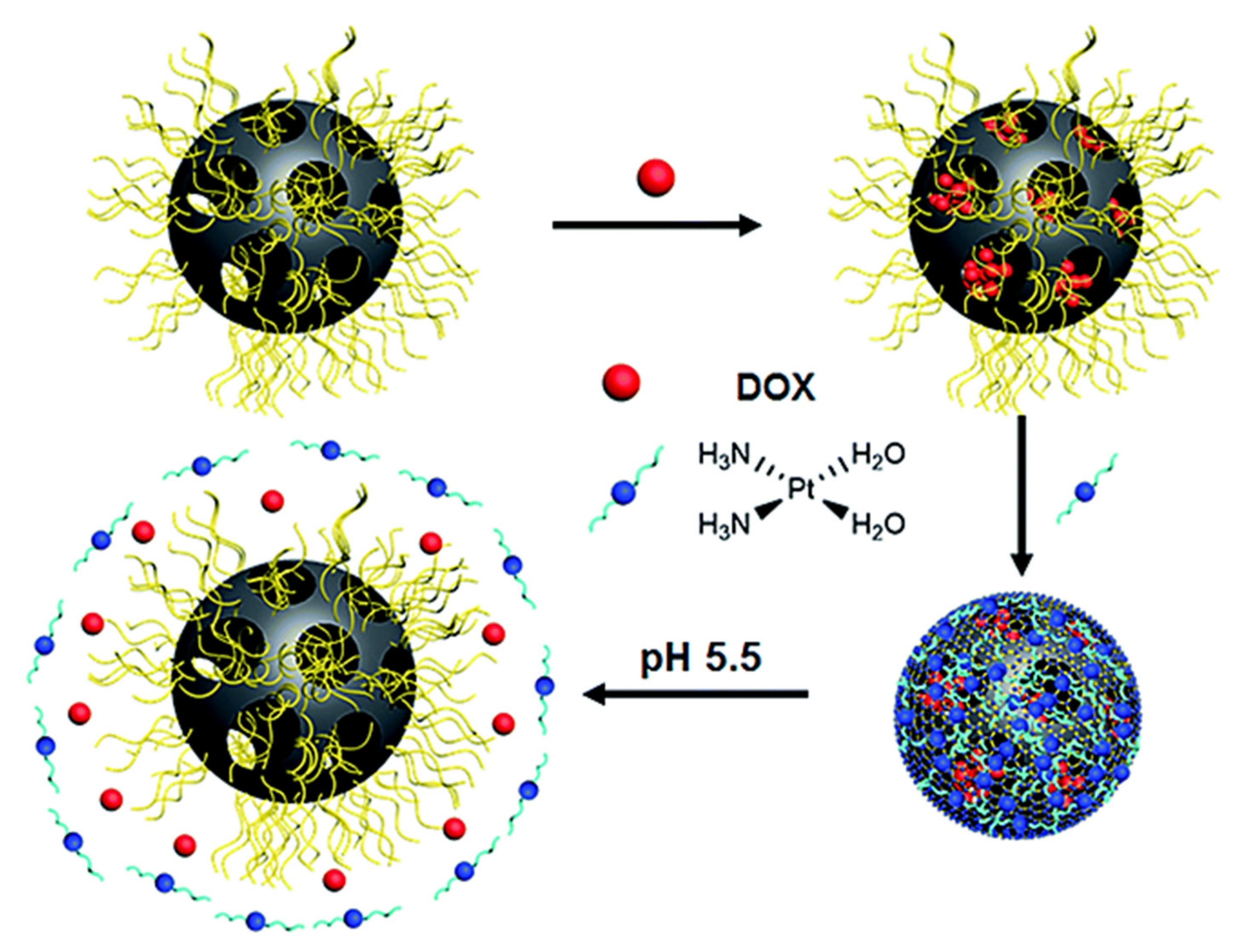 Ijms 22 09264 g007 550