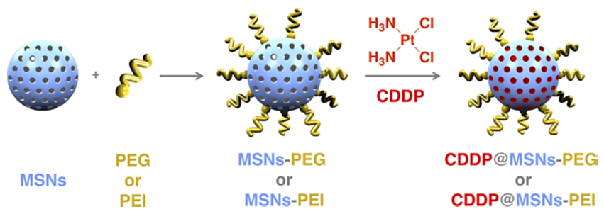 Ijms 22 09264 g018 550