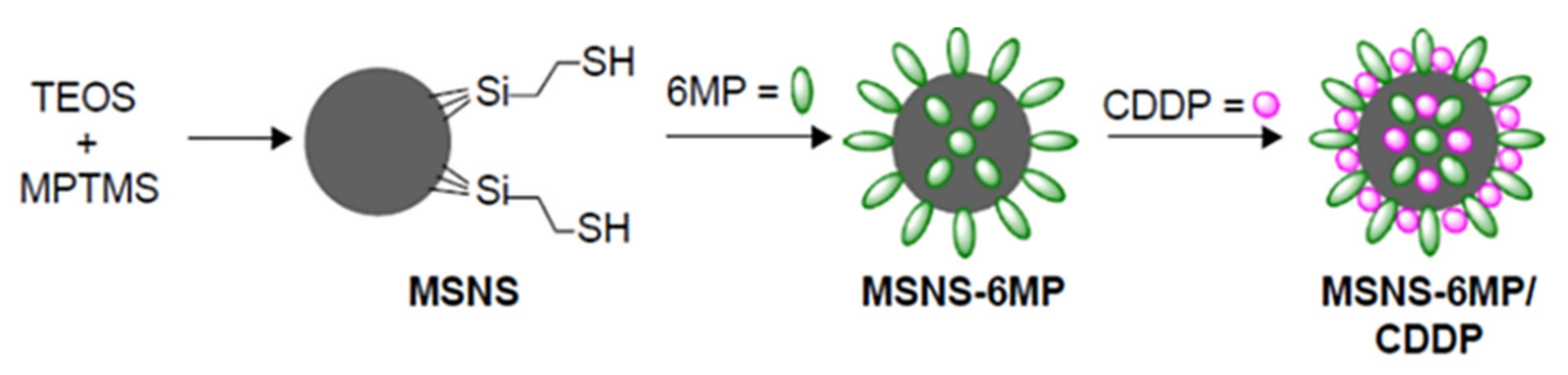 Ijms 22 09264 g020 550