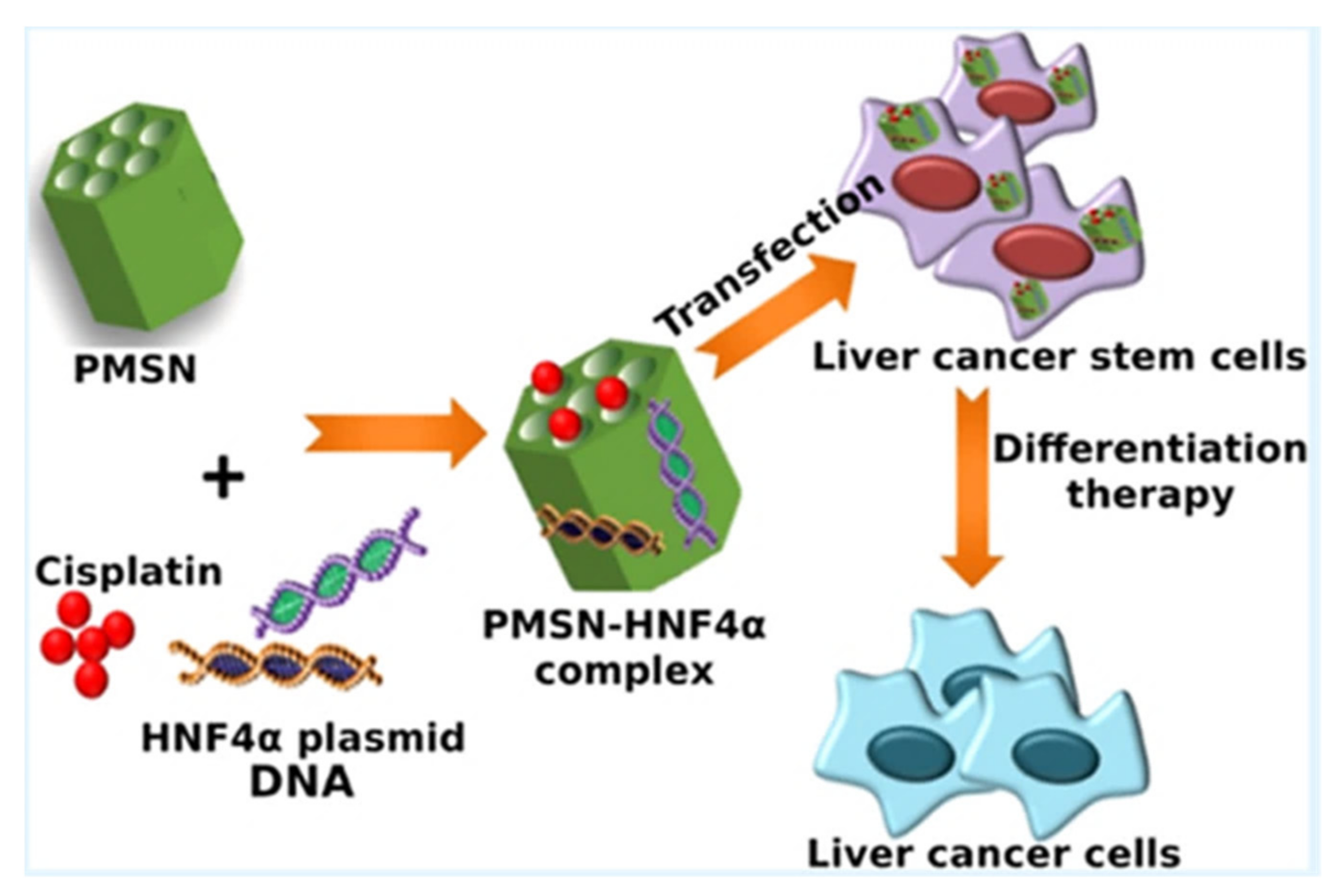 Ijms 22 09264 g030 550