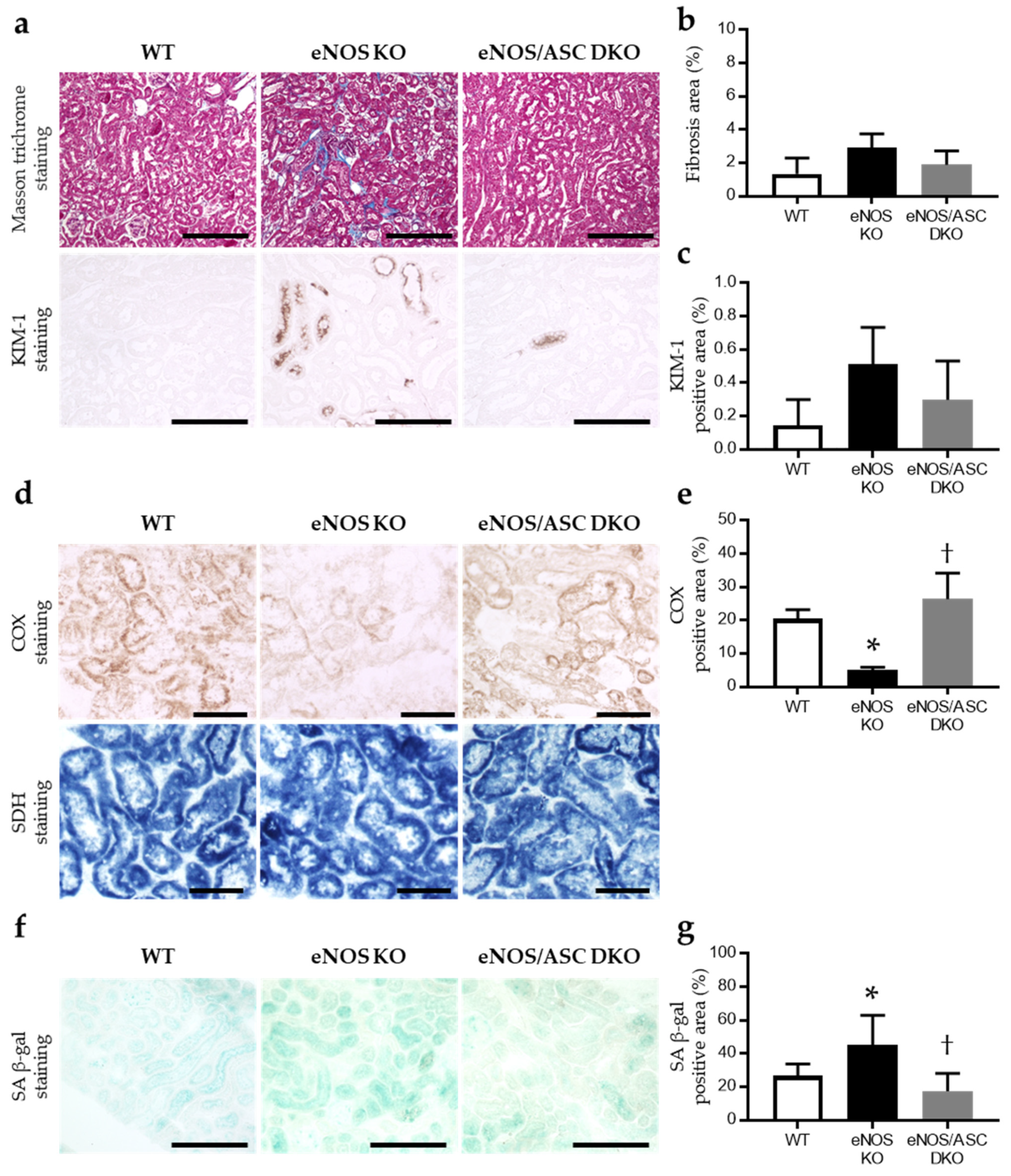 Ijms 22 09269 g003 550