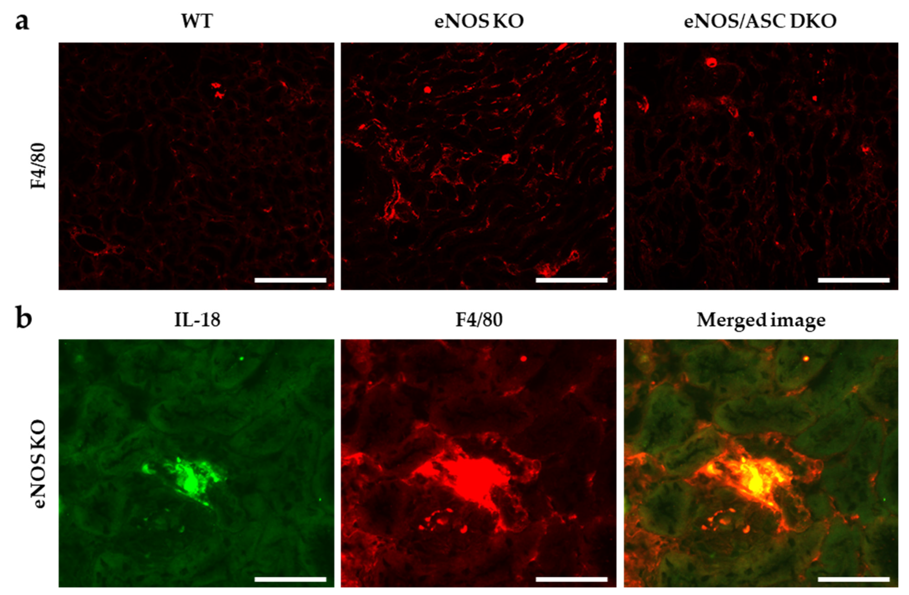 Ijms 22 09269 g005 550