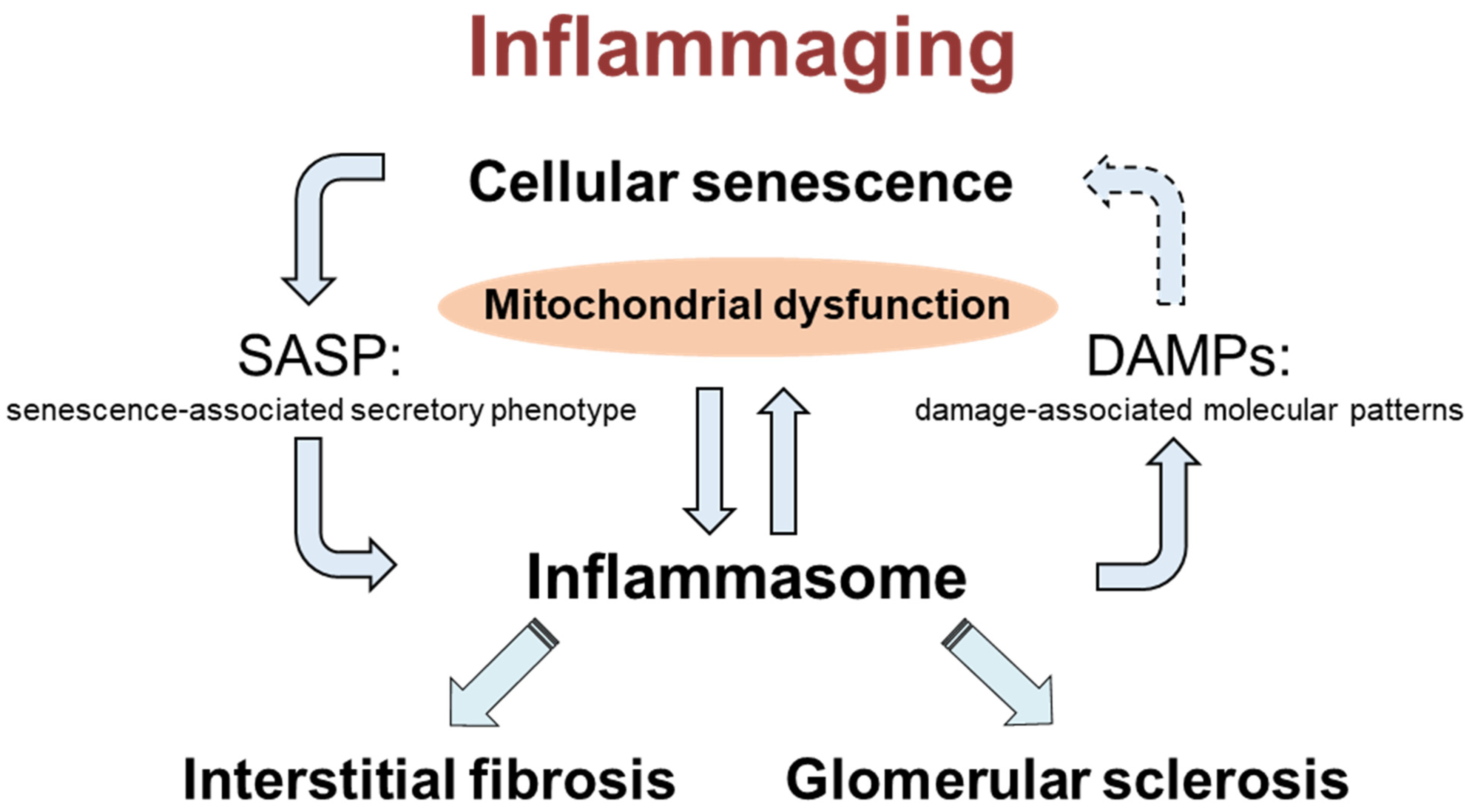 Ijms 22 09269 g007 550