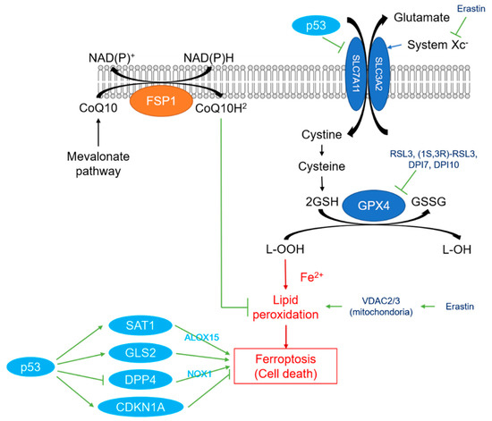 Overview of Ferroptosis and Synthetic Lethality Strategies