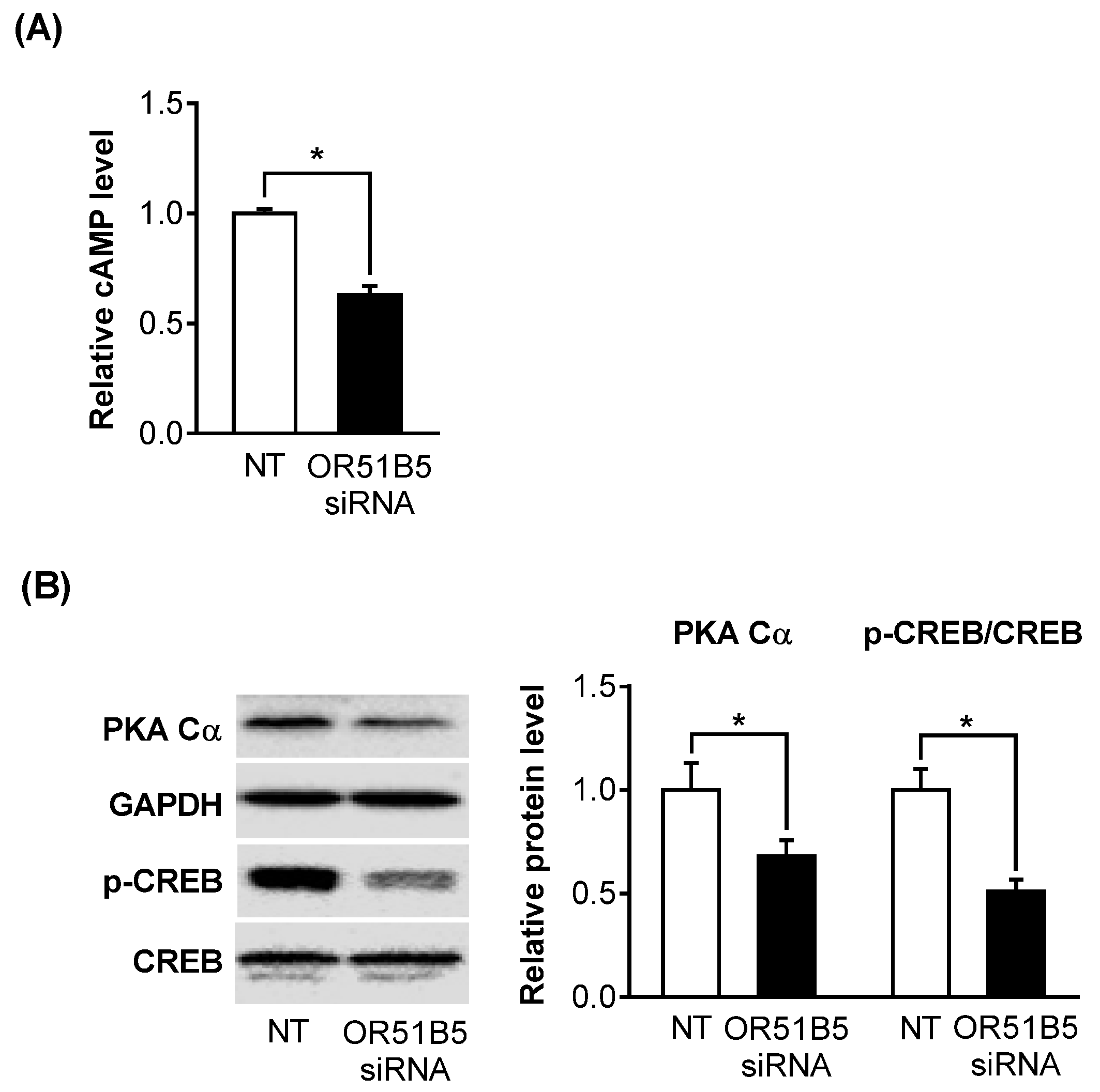 Ijms 22 09273 g006 550
