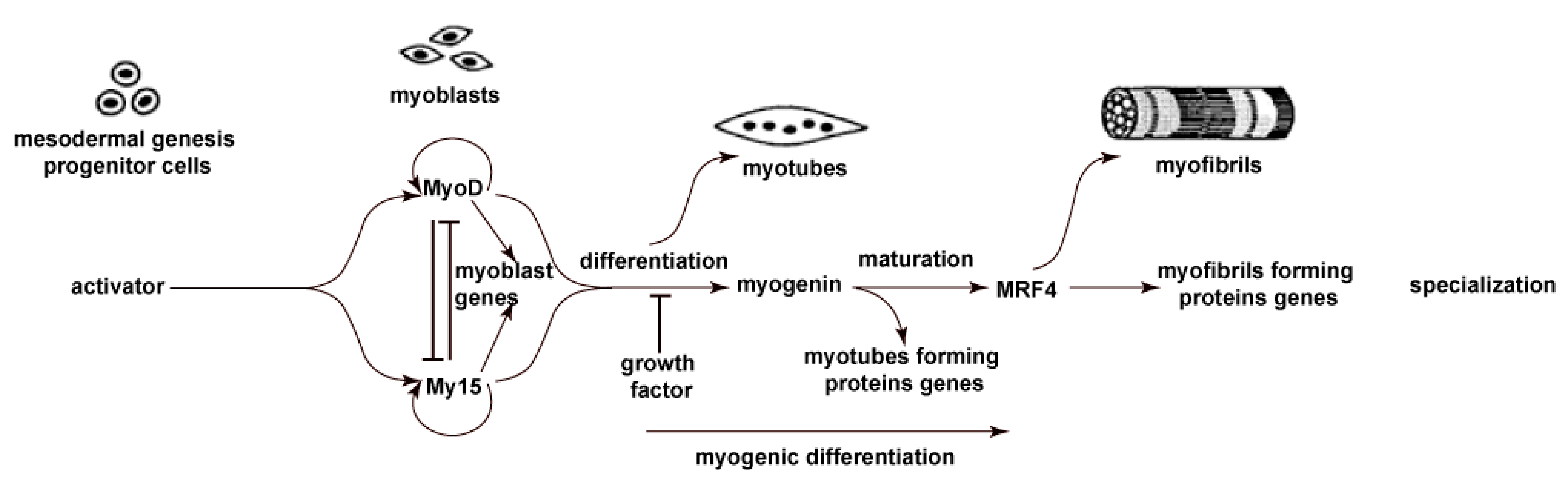 Ijms 22 09284 g001 Ijms 22 09284 g001