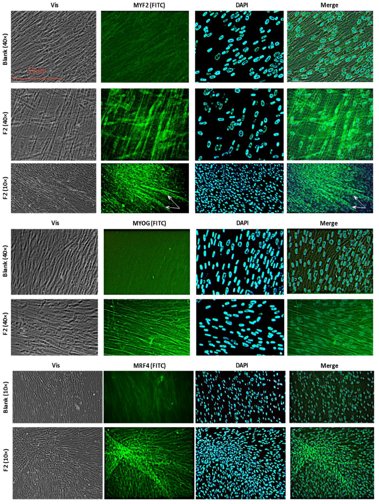Ijms 22 09284 g008 Ijms 22 09284 g008