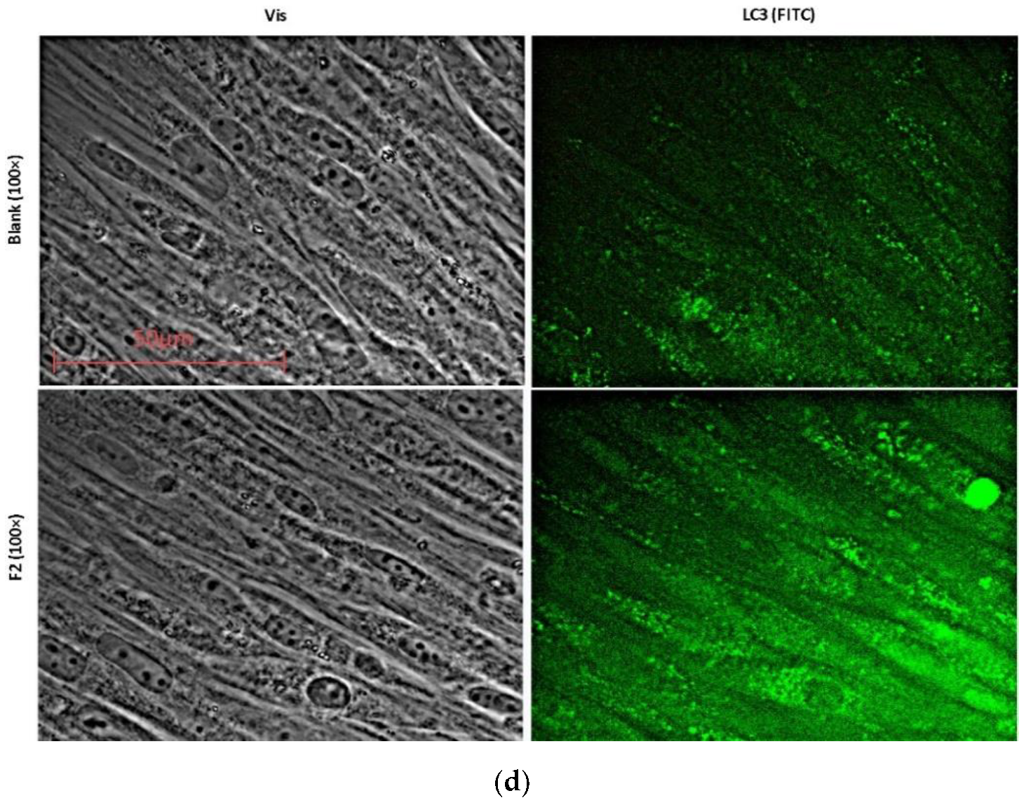 Ijms 22 09284 g013b Ijms 22 09284 g013b