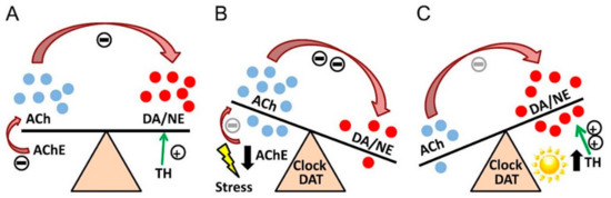 Acetylcholinesterase Inhibitors in the Treatment of
