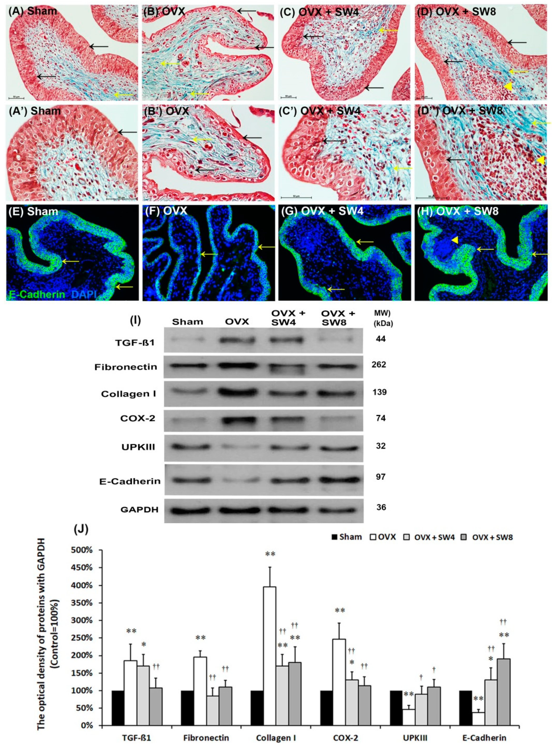 Ijms 22 09296 g002 Ijms 22 09296 g002